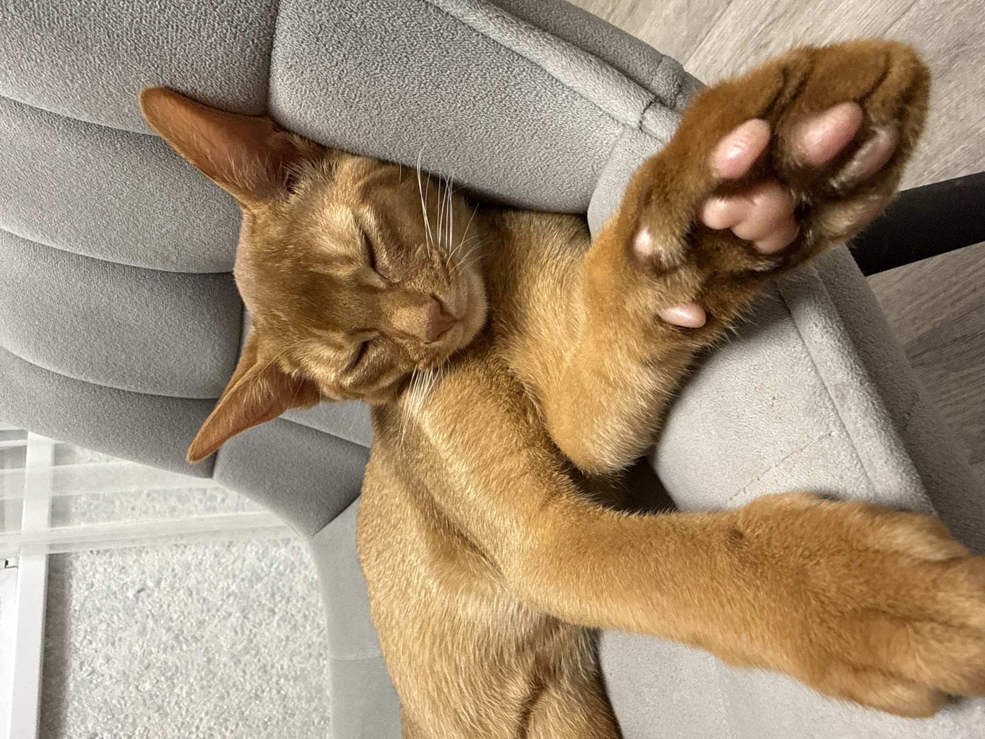 An auburn-furred cat is sleeping on a gray upholstered chair. The cat is lying on its side with its eyes closed and its paws extended. Its right paw is resting on the edge of the chair, and its toes are visible. The background is a blurred image of a window with sheer curtains and a textured wall. The scene appears to be indoors, in a residential setting. There is no information about the location in Stary Oskol, Russia, as this detail is not present in the image.