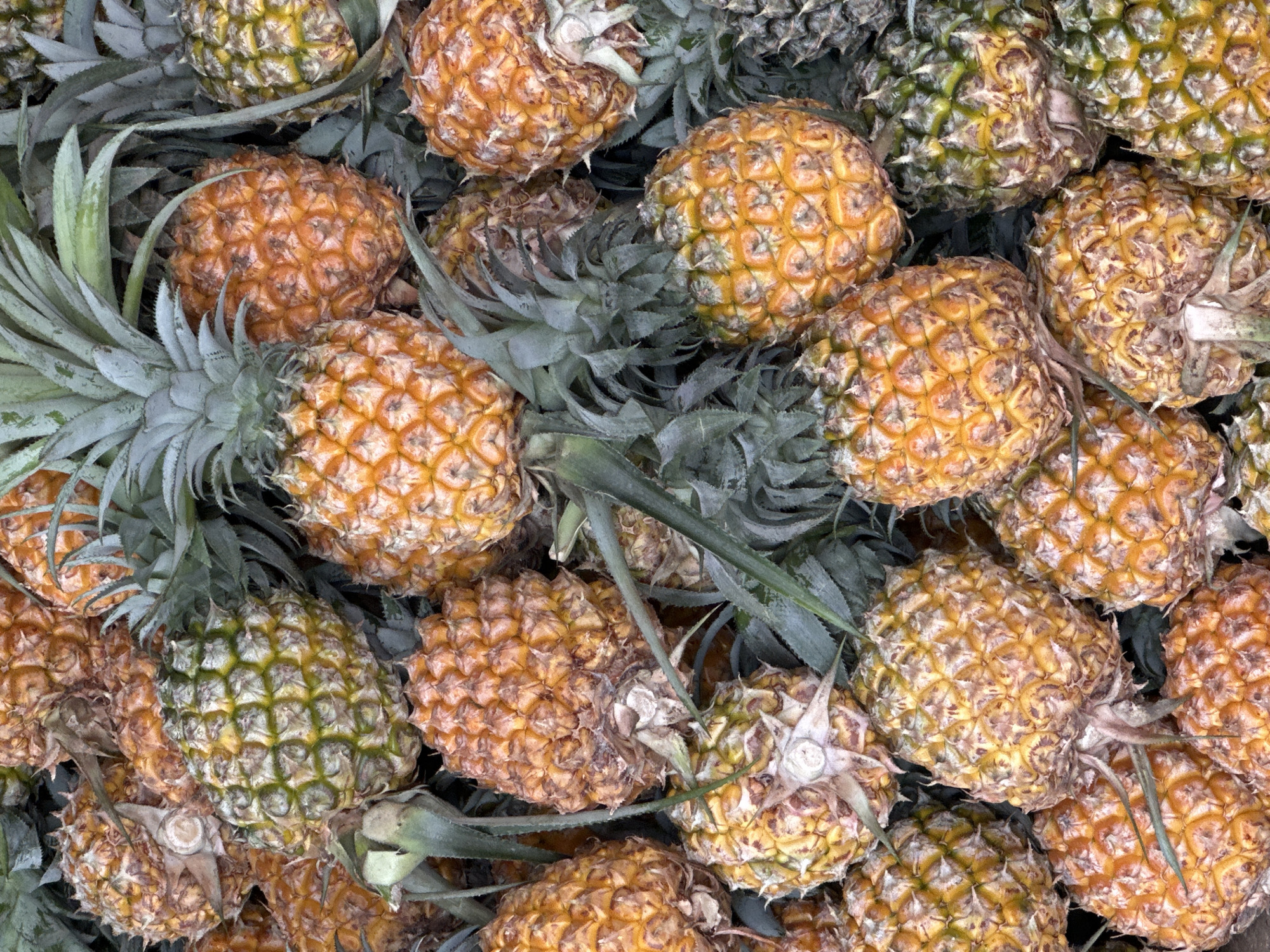 The image displays a large, tightly packed pile of ripe pineapples. The pineapples vary in color, with some being predominantly orange and brown, while others have a greener hue. They are arranged in an outdoor setting, likely a market or a farm stand. The leaves of the pineapples are visible, intermingled with the fruit. No people are present in the image. The overall impression is one of abundance and freshness.