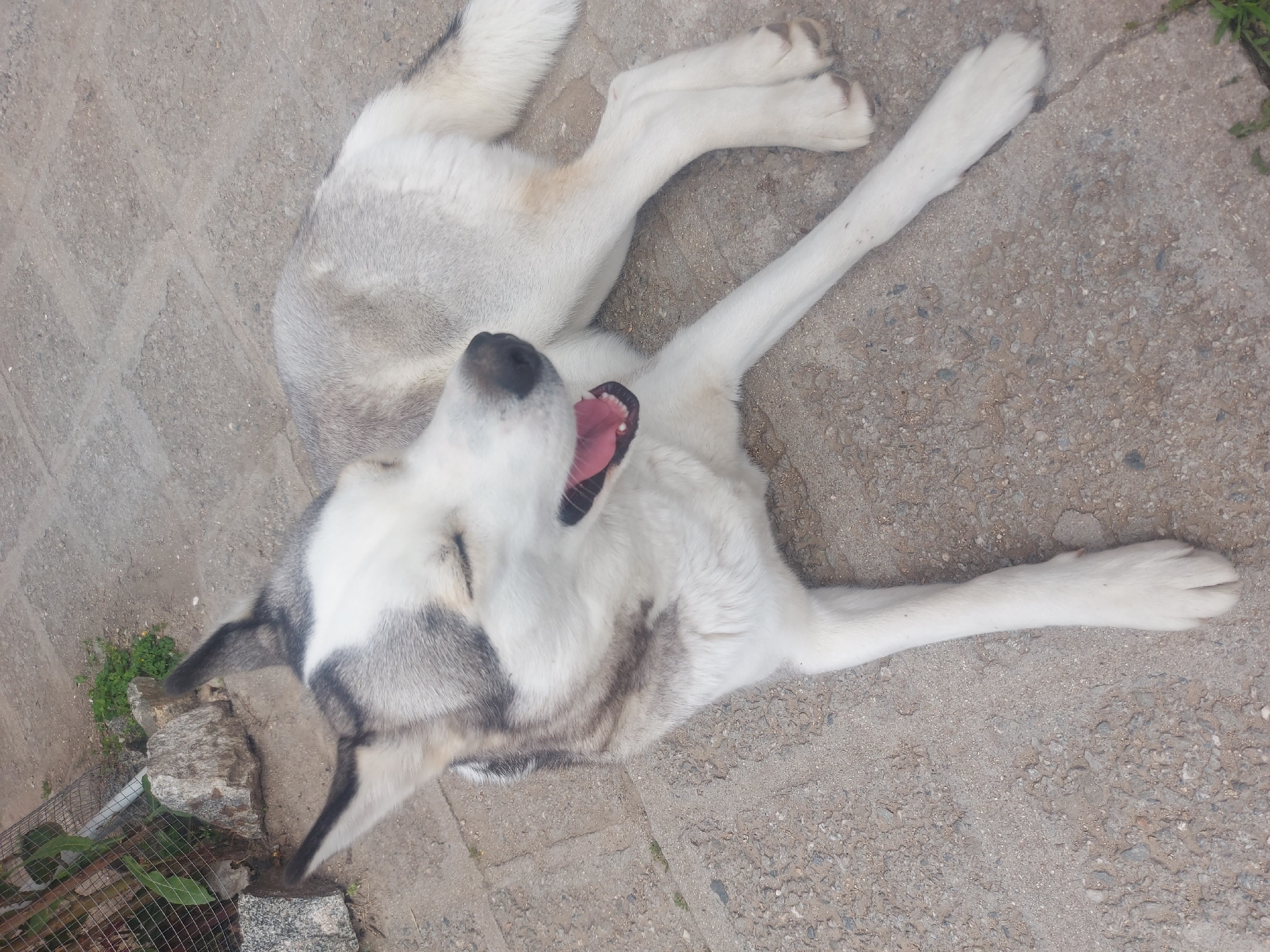 A large, husky-type dog with white and grey fur lies on its back on a concrete surface. The dog's mouth is open, exposing its pink tongue and teeth. The dog appears to be in an outdoor setting, potentially Novo Zhelezare, Bulgaria. A patch of vegetation and a wire fence are visible at the bottom left corner of the image.