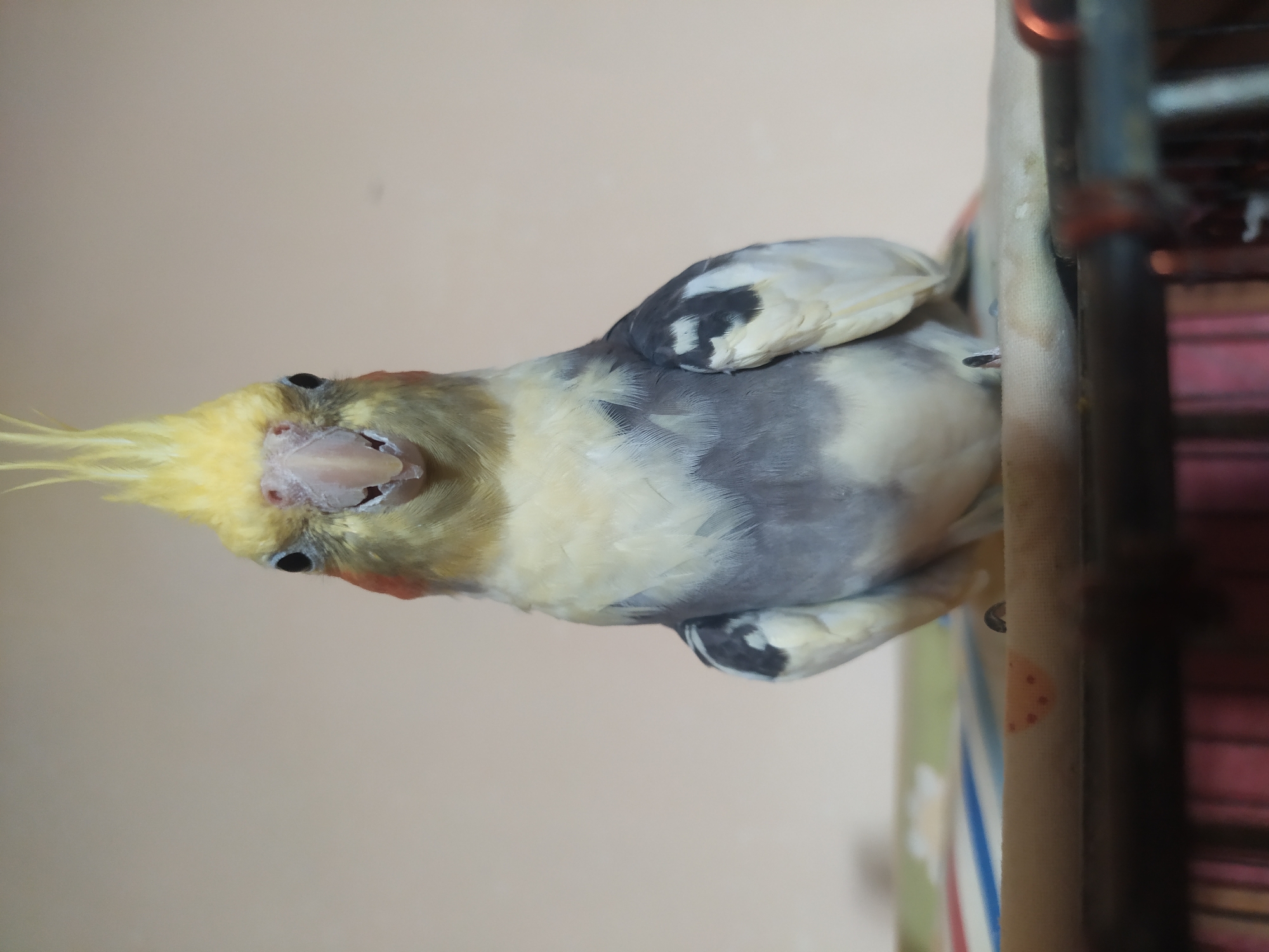A cockatiel with yellow crest, grey and white plumage, and orange cheek patches is perched on a surface. The bird is facing forward, with its beak slightly open. The background is a plain, light-colored wall. The image is taken from a medium close-up perspective, focusing on the bird's head and upper body. The bird is situated in the city of Bilajari, Azerbaijan.