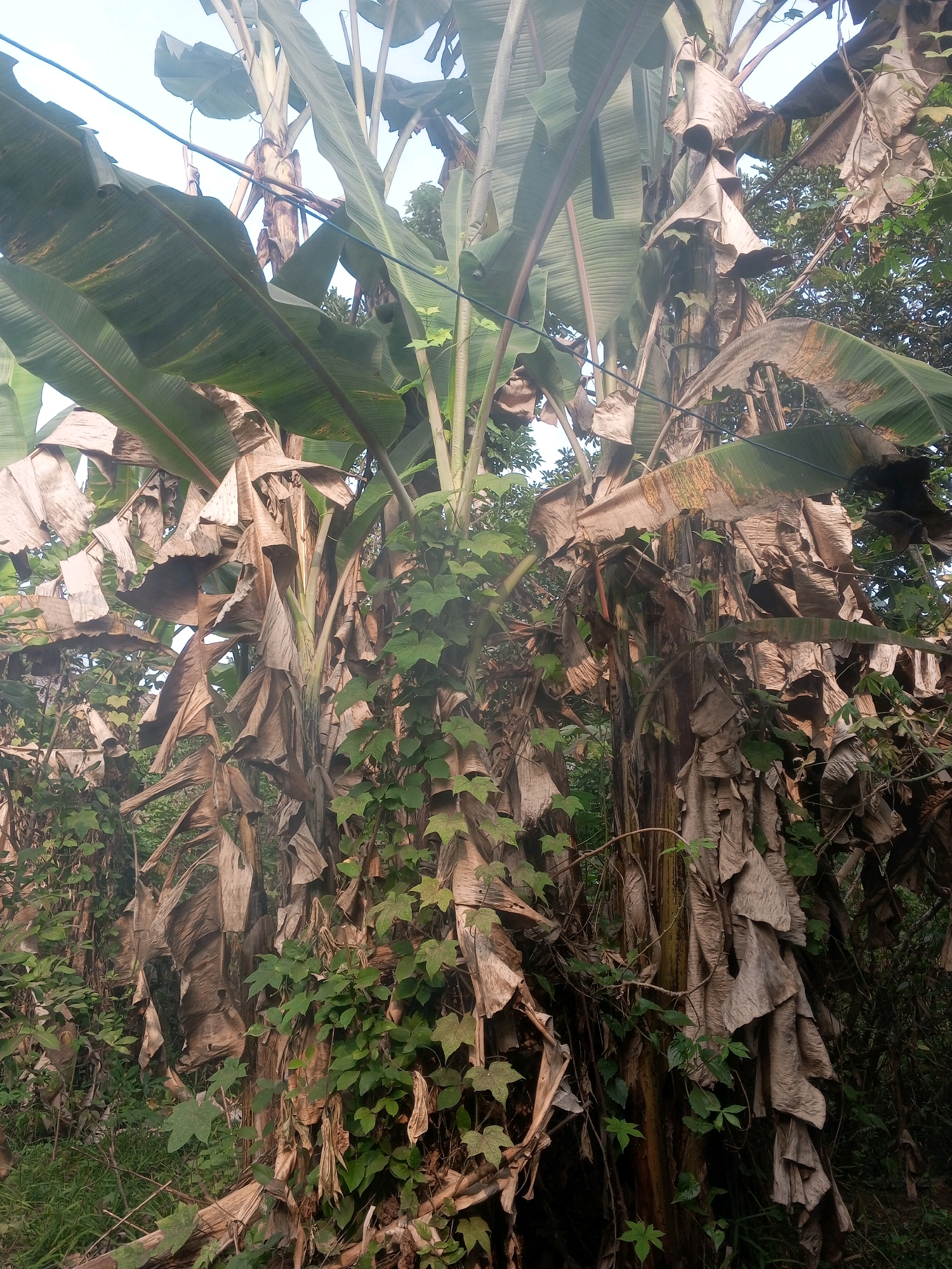 A medium shot captures banana trees with dry, brown leaves and lush green foliage in Cimarga, Indonesia. A few thin blue wires are visible running through the upper portion of the image, potentially power lines or communication cables. The overall scene suggests an outdoor, possibly rural or semi-rural, environment, with a natural growth of vegetation. No people or animals are present in the frame.