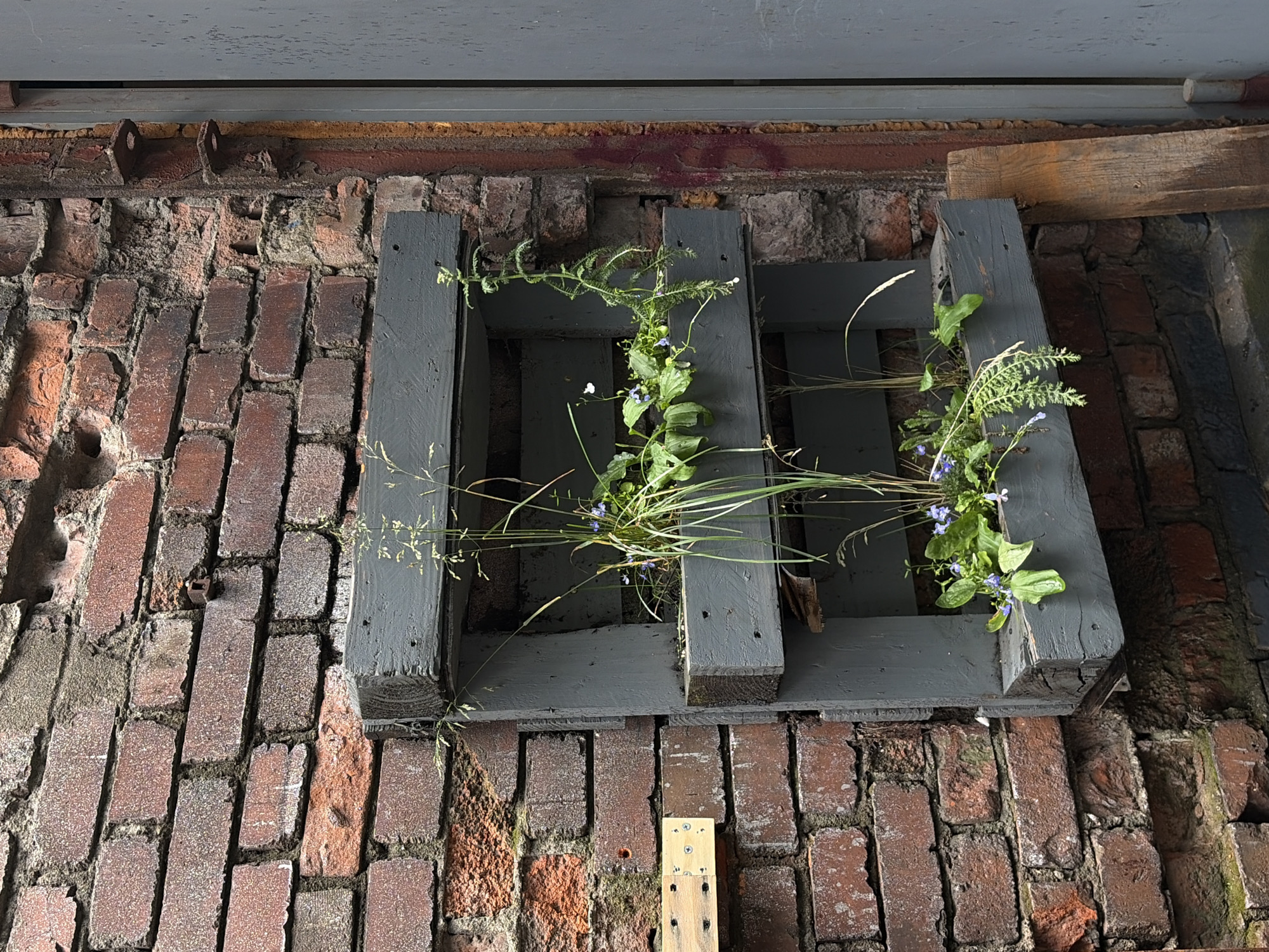 A vertical, three-tiered planter made of weathered gray wooden planks is mounted on a distressed red brick wall. The planter is filled with various green plants, including grasses, leafy plants, and some with small blue flowers. The brick wall shows signs of age and wear, with some bricks chipped and mortar deteriorating. To the right of the planter, a narrow section of a rusty metal support structure is visible, adjacent to a weathered gray metal door or panel. To the left of the planter, a small, light-colored wooden plank is attached to the brick wall with screws. The scene suggests an urban outdoor setting, possibly an alleyway or courtyard, with a focus on repurposed materials for gardening. The overall impression is one of rustic charm and urban resilience.