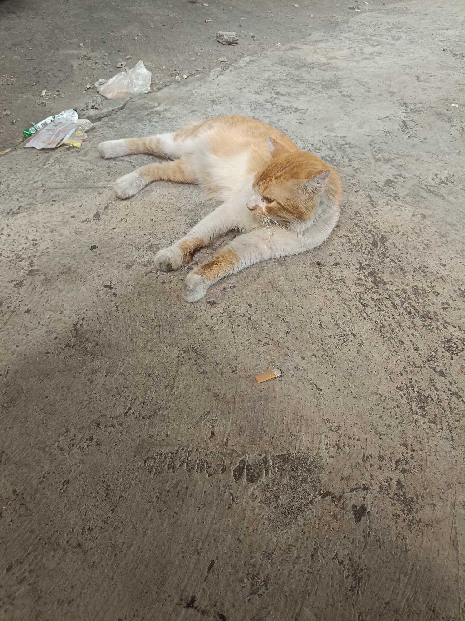 An orange and white cat is lying on a dirty, cracked concrete surface. There are several pieces of trash scattered around the cat, including plastic bags and wrappers. In the foreground, there is a discarded cigarette butt. The scene appears to be an outdoor area, possibly a street or alleyway, in Surabaya, Indonesia.