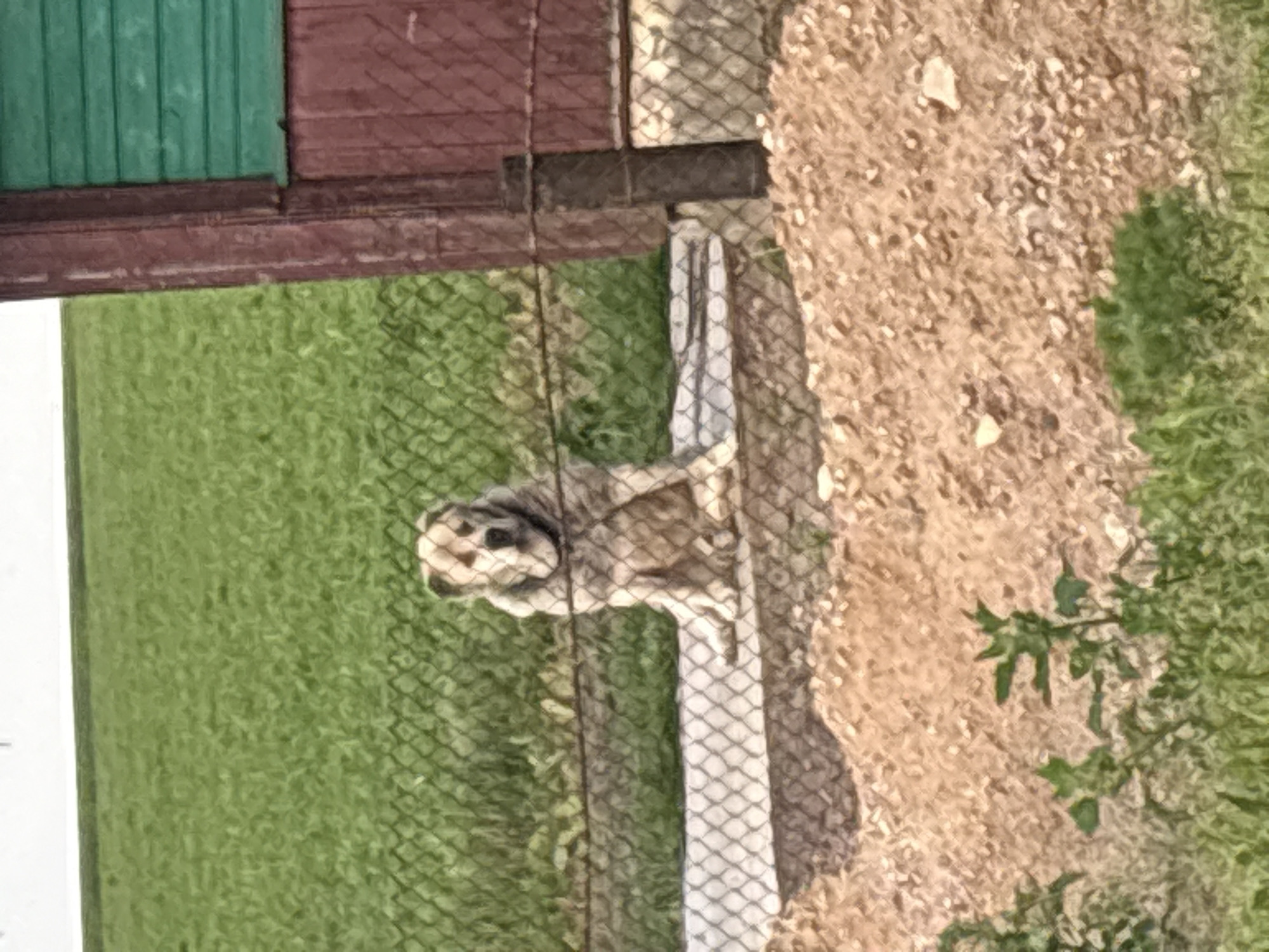 The image shows a light-colored dog sitting behind a chain-link fence in an outdoor environment. The dog appears to be a medium-to-large breed with short fur and a dark collar. The background includes a green grassy area, a concrete path or ledge, a pile of gravel and dirt, and a section of a wooden building painted red and green. The scene is likely located in the rural area of Блеўчыцкі сельскі Савет, Belarus, given the architectural style of the building and the natural surroundings. The lighting suggests it is daytime.