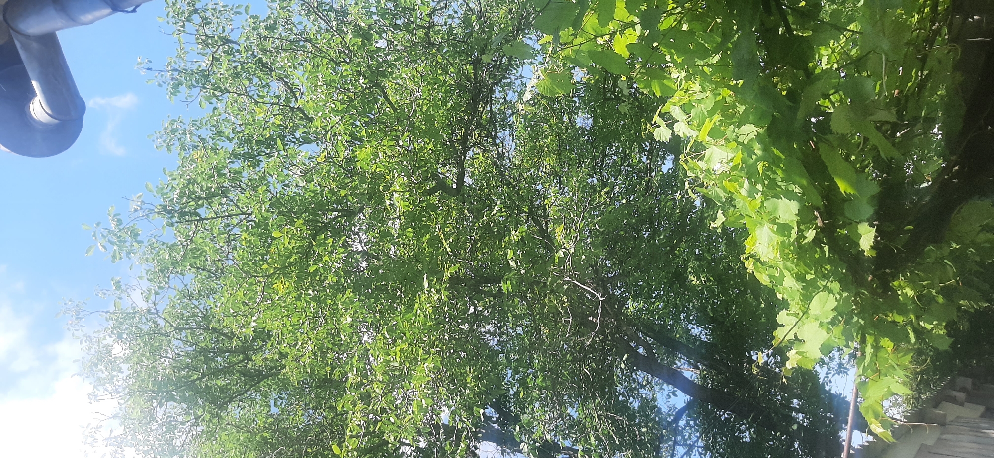 The image depicts an outdoor scene with lush green foliage from trees and vines against a bright blue sky. In the upper right corner, a portion of a dark, curved pipe structure is visible, possibly part of a gutter or downspout. The overall impression is of a sunny day in a natural or semi-natural setting, likely a garden or backyard. The image does not contain any people, animals, or specific landmarks that would pinpoint a location within Yessentukskaya, Russia.
