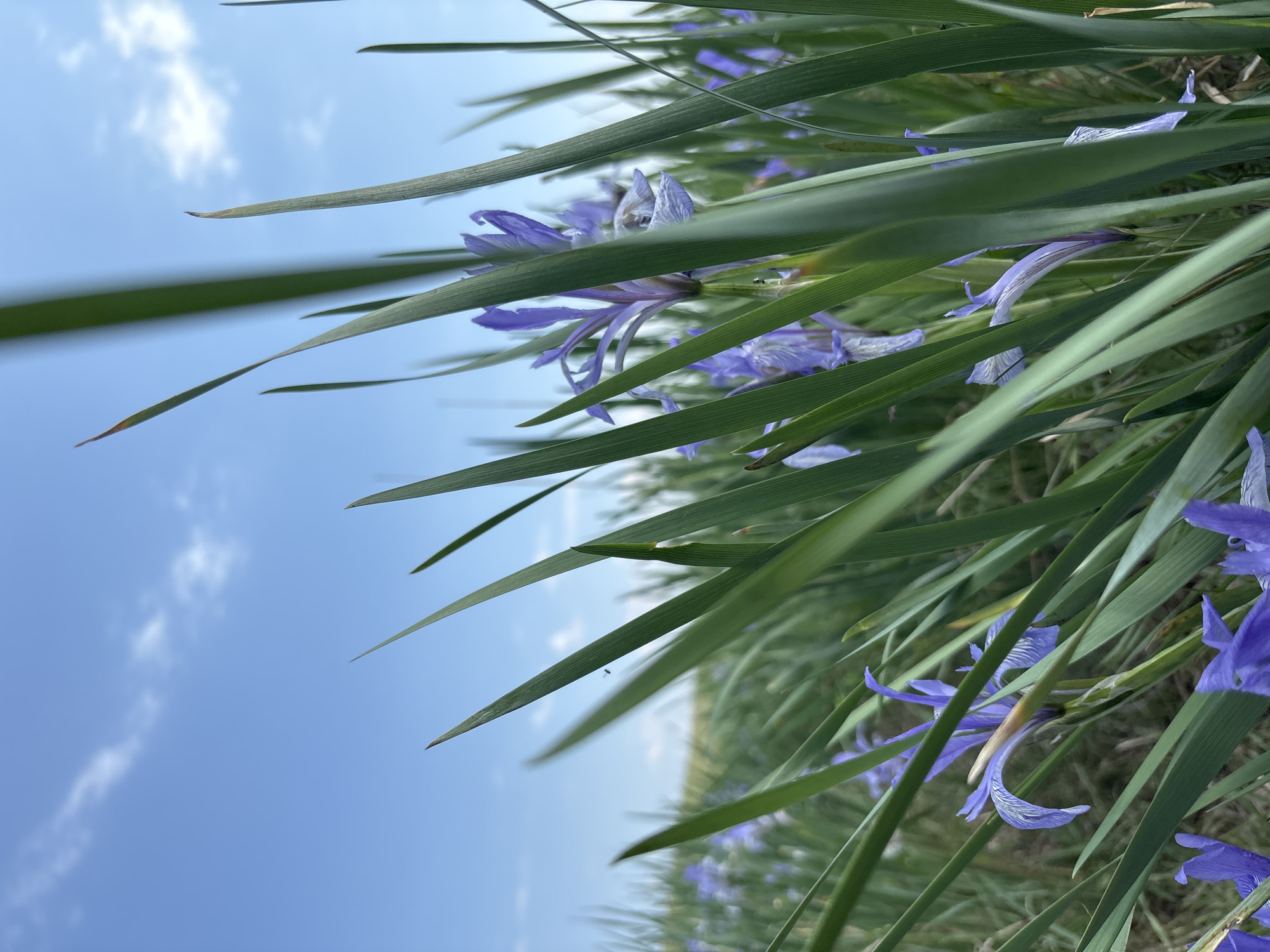 A low-angle, close-up shot captures a field of wild irises with vibrant purple flowers blooming amongst tall green grass. The foreground is dominated by sharp, upward-pointing blades of grass, some with reddish tips, obscuring parts of the flowers. In the background, more irises are visible, creating a dense floral carpet. The sky above is a bright, clear blue with scattered wispy white clouds. The image appears to be taken outdoors in a natural setting, likely in the vicinity of Троицкое, Russia, given the information provided, possibly a meadow or roadside verge. No people or animals are distinctly visible, except for a tiny dark speck that may be an insect on a blade of grass in the middle ground.