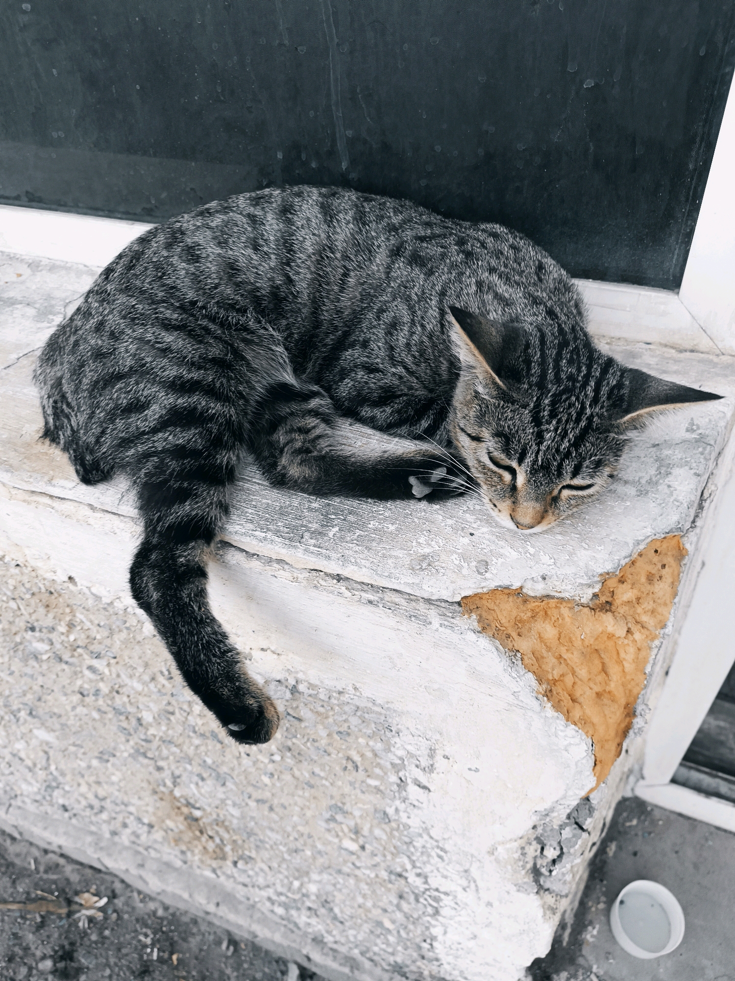 A tabby cat sleeps curled up on a weathered concrete ledge in Yangiyer, Uzbekistan. The ledge appears to be part of an outdoor windowsill or a similar architectural feature, showing signs of wear and tear with chipped paint and exposed material. The cat's fur is a mix of grey and black stripes, and it is resting with its head tucked towards its body. In the background, a dark, possibly glass, surface is visible, along with a small white container on the ground below the ledge. The scene suggests a quiet moment of repose for the feline in an urban environment.