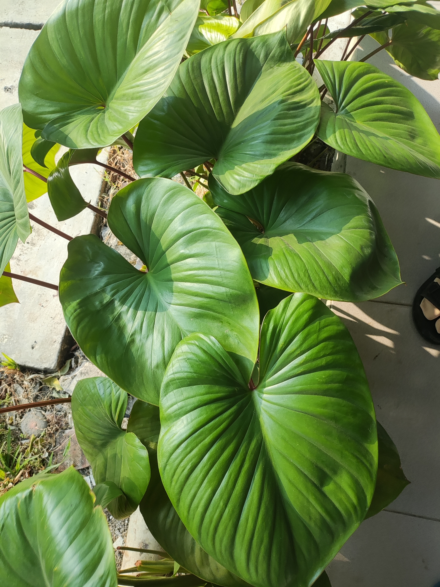 The image displays a close-up view of several large, vibrant green leaves of a plant, likely a houseplant, situated outdoors. The leaves are heart-shaped with prominent parallel veins and a glossy texture, catching the sunlight and casting shadows. Some of the leaves appear to be overlapping. In the background, glimpses of concrete pavement, dry soil, and some sparse vegetation can be seen. The setting suggests an urban environment, possibly a courtyard or a balcony. A portion of a black sandal with a tan sole is visible in the lower right corner of the image, indicating the presence of a person, though no person is fully depicted. The overall impression is a natural element within an urban context. The request to locate this scene in Cirebon, Indonesia, is a contextual assumption that cannot be verified from the visual information provided in the image itself.