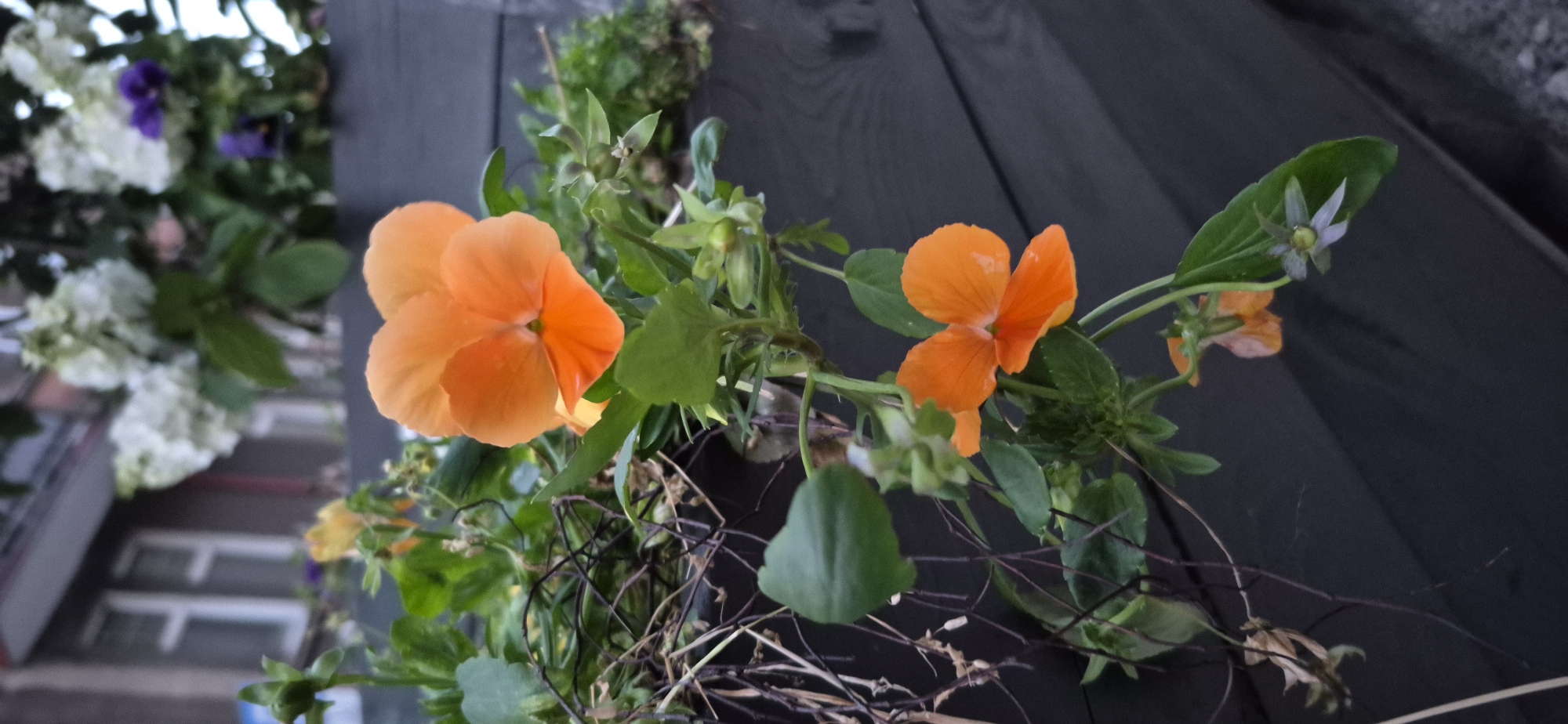 The image shows a close-up of two bright orange pansies blooming in a dark wooden planter box. The pansies are the primary focus, with one large bloom at the top and a smaller one below. Green leaves and stems are abundant around the flowers, and some dried, wispy plant material is also visible in the planter. In the background, out of focus, are hints of a building with windows and some white and purple flowers. The planter is positioned outdoors, suggesting it's likely on a balcony, patio, or in a garden setting within the city of Gdańsk, Poland. The overall mood is natural and serene, highlighting the beauty of the flowers against the dark, textured planter.