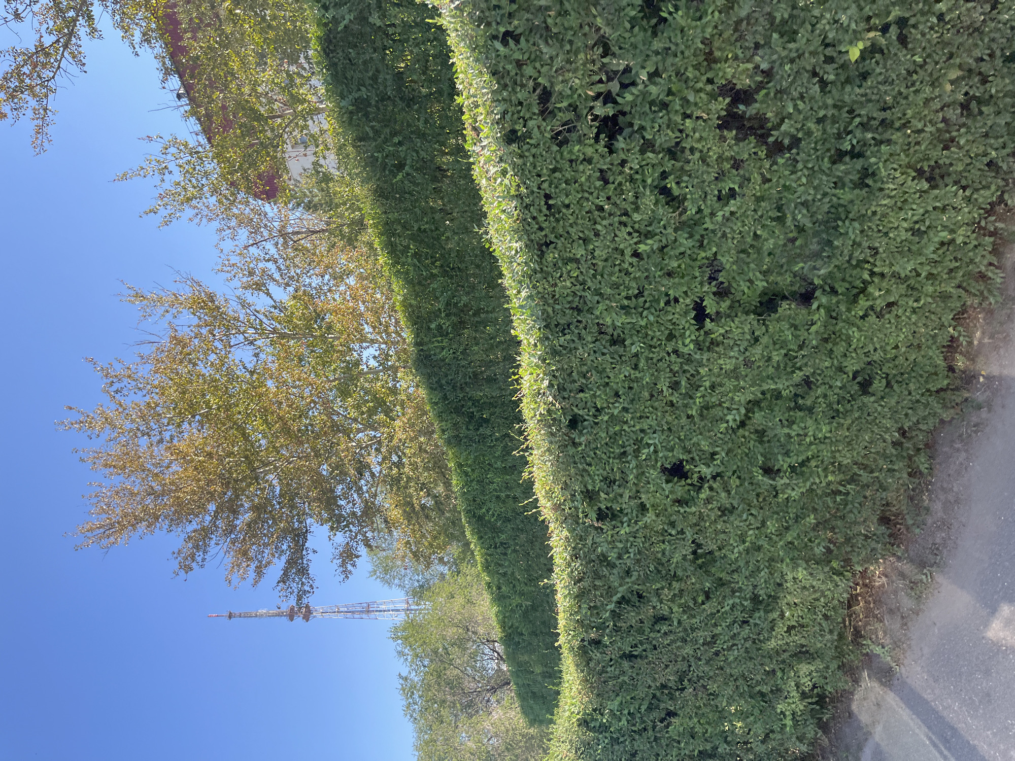 A wide shot shows a neatly trimmed green hedge in the foreground, curving from the bottom left towards the middle right of the frame. Behind the hedge, several trees with sparse, yellowing leaves are visible against a clear blue sky. In the distance, a tall, lattice-like radio tower stands prominently on the left, and a portion of a building with a red roof is seen on the right. The environment appears to be an urban park or a residential area in Astana, Kazakhstan, given the architecture and the presence of a radio tower. The lighting suggests it is daytime, likely late afternoon, as indicated by the shadows. There are no people or animals visible in the scene.