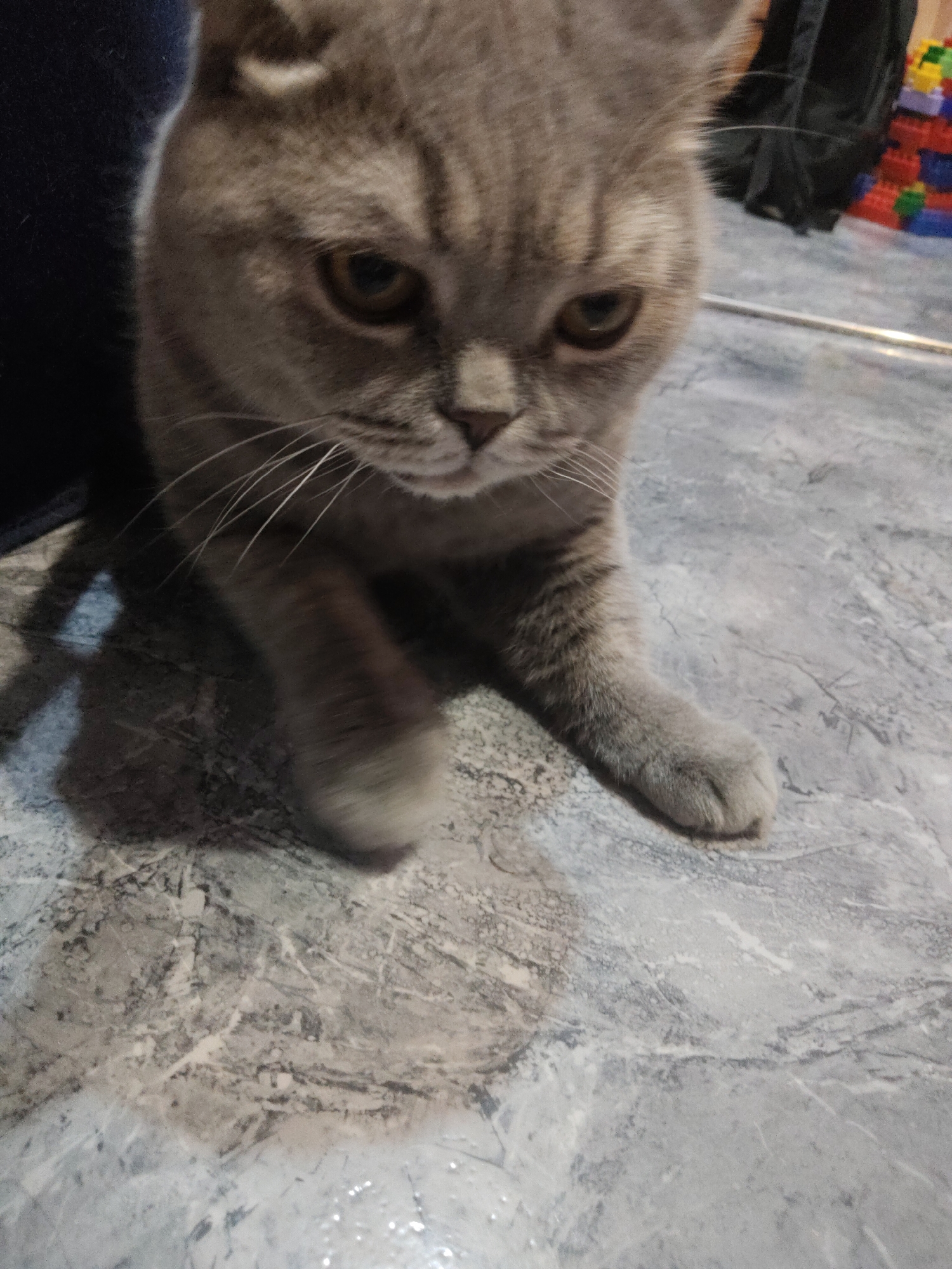 A gray cat with amber eyes is on a floor with a gray marbled pattern. The cat's paw is raised slightly as if in motion. A dark object is on the left of the frame, and colorful blocks are in the background. The location is Unknown, Unknown.