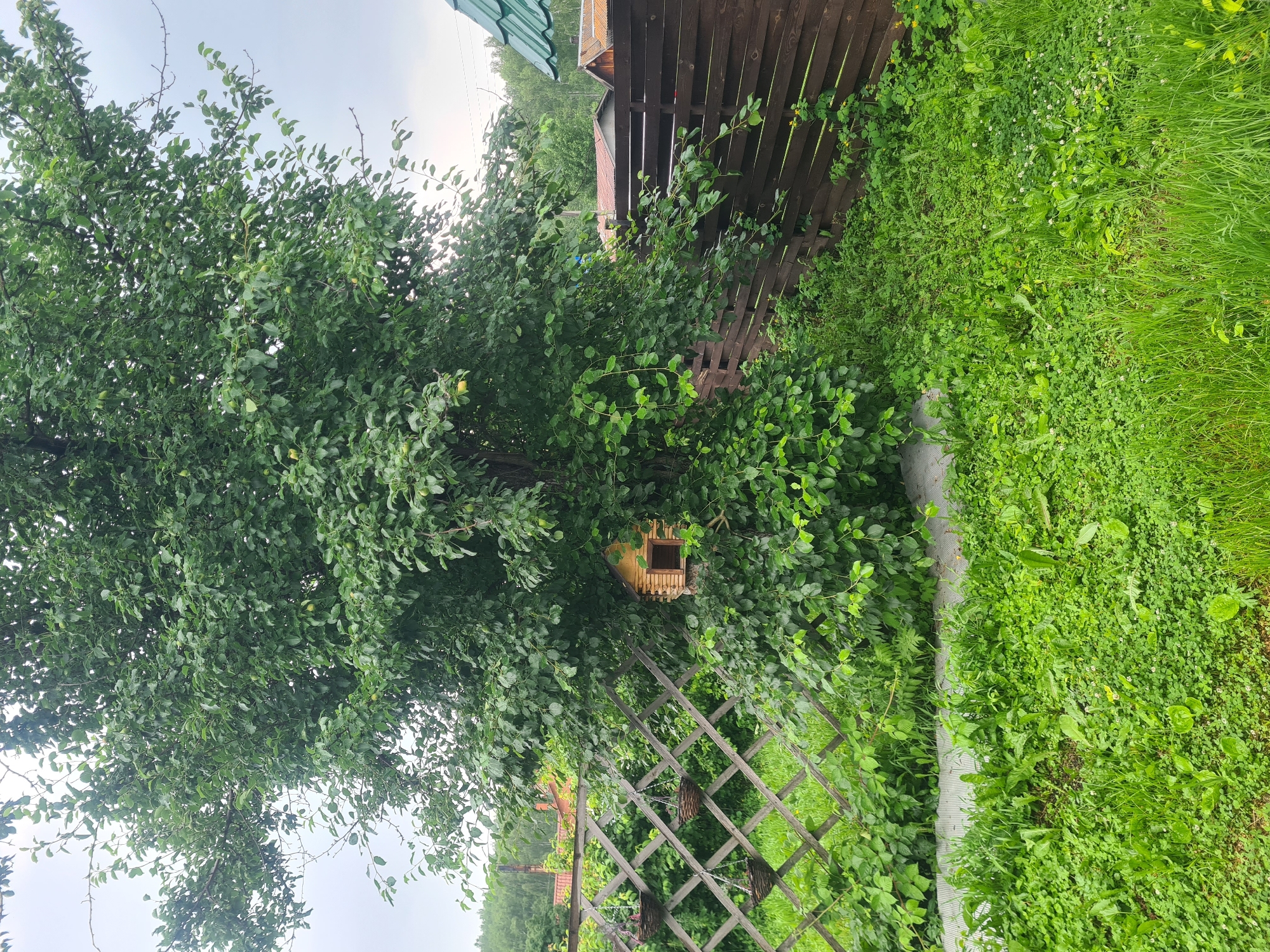 This is a medium shot, eye-level, outdoor, full-body image of a large tree with a birdhouse attached to its trunk. The tree is dense with green leaves. The birdhouse is small, wooden, and has a square opening. It is positioned in the lower middle section of the tree. To the left of the tree, there is a diamond-patterned wooden fence with three hanging baskets. To the right of the tree, there is a dark wooden horizontal fence. The ground in front of the fences and tree is covered with green grass and various plants. In the background, there are glimpses of houses with red and green roofs and a chimney, suggesting a rural or suburban residential area. The sky is overcast. The image was taken in the city of Malaya Belonosova, Russia.