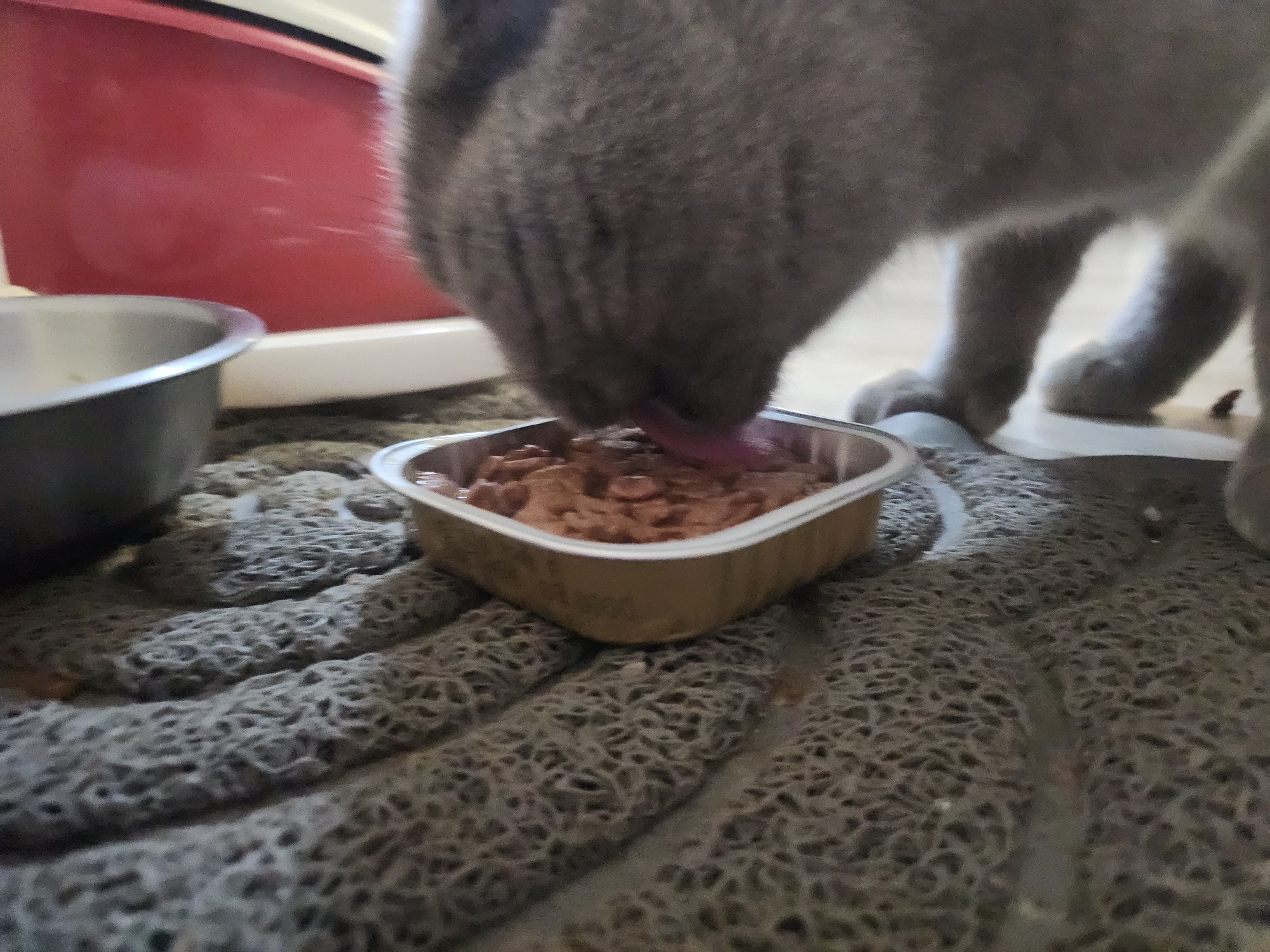 A gray cat is eating from a small aluminum foil tray filled with wet cat food. The tray is positioned on a dark gray textured mat. To the left of the tray, a portion of a silver metal bowl is visible. In the background, a red object, possibly a litter box, is partially visible. The scene takes place indoors, on the floor.