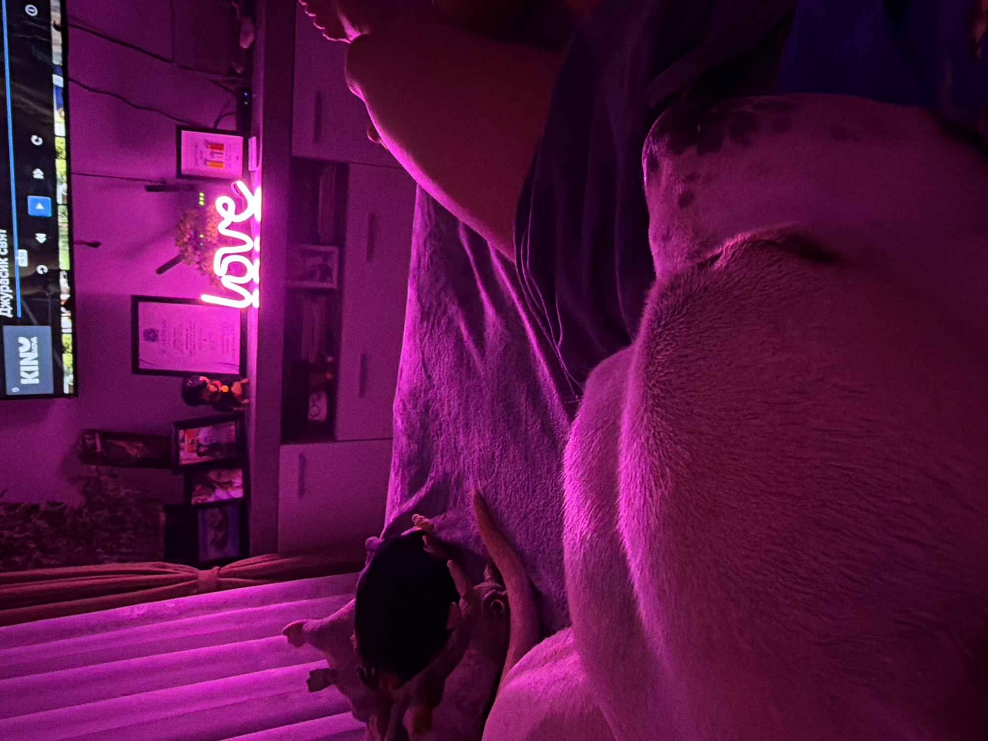 In a dimly lit room in Plovdiv, Bulgaria, a person's legs are visible on a bed covered with pink blankets, suggesting a relaxed or intimate setting. The ambient light is primarily from a vibrant pink neon sign spelling "love," which illuminates the scene. On a shelf in the background, a television displays an image, and several framed photos and decorative items are present. A dog is also present, lying comfortably on the bed. The overall atmosphere is cozy and personal, enhanced by the soft glow of the neon sign.