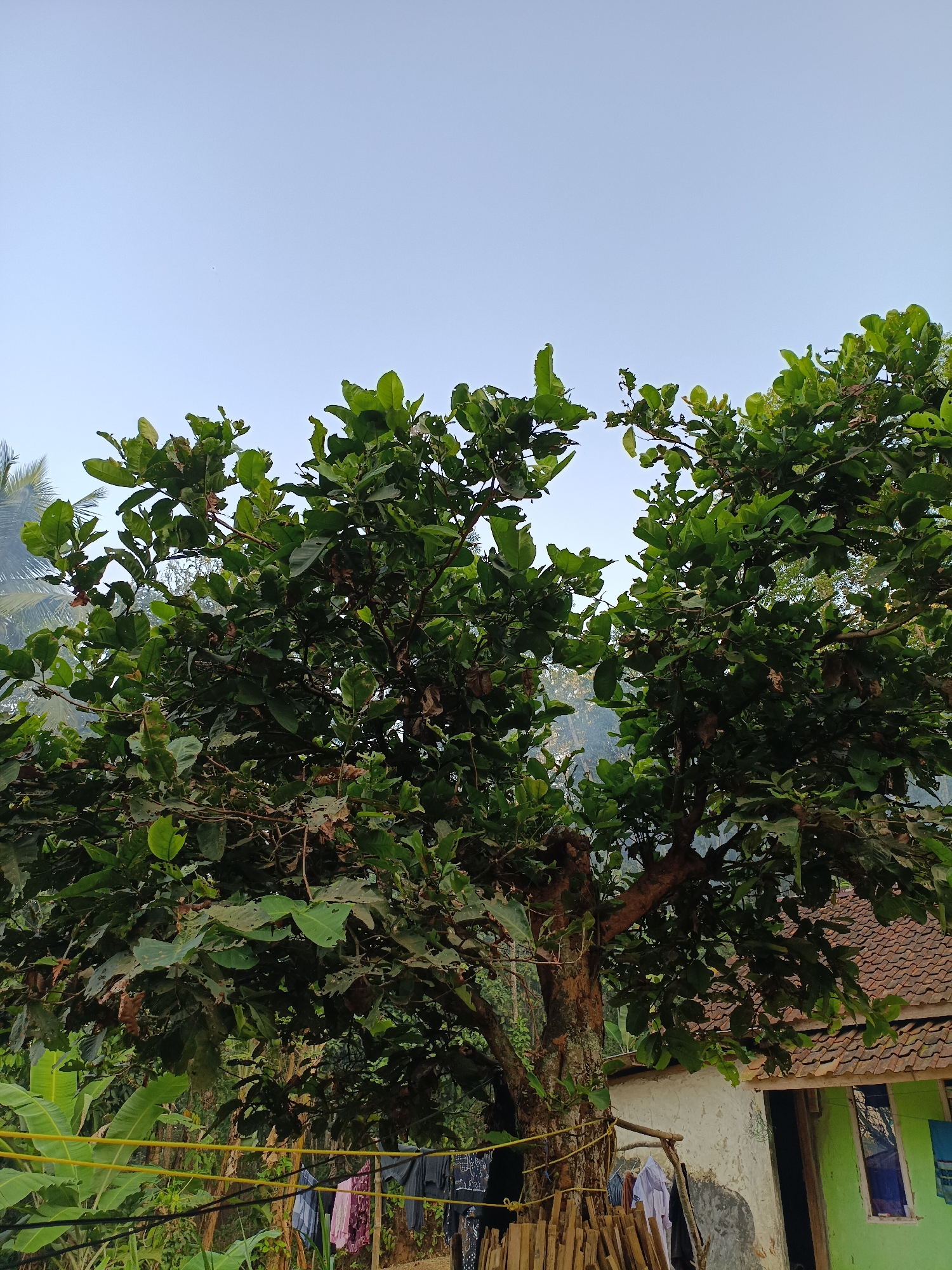 In Cikalongwetan, Indonesia, a large, leafy tree dominates the foreground of the image. Its branches spread wide, creating a canopy of vibrant green leaves, some of which show signs of damage. The tree's trunk is thick and textured, with visible bark.
Behind the tree, a simple house is partially visible. It has a tiled roof and its walls appear to be made of a combination of rough plaster and possibly wood. One section of the house is painted green, and a window with blue curtains can be seen.
In front of the house, laundry hangs on a clothesline, suggesting domestic activity. The laundry includes items of various colors and patterns. A wooden fence or structure is also present, made of vertical bamboo poles.
The background reveals a lush, green landscape with hints of hills or mountains, indicating a rural or semi-rural setting. The sky above is a clear, pale blue, suggesting it is either early morning or late afternoon. The overall impression is a serene, everyday scene in a village.