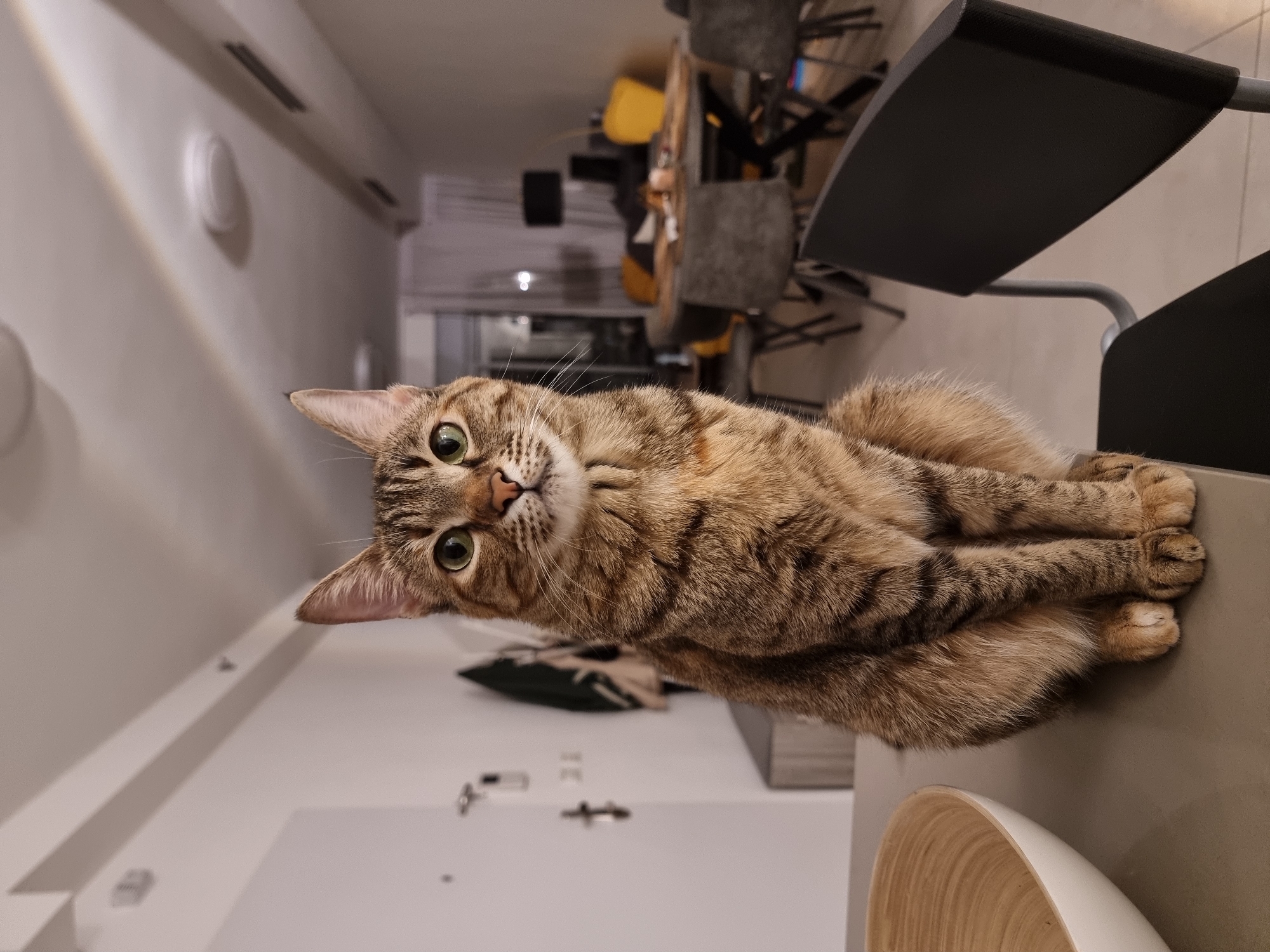 A medium shot of a brown tabby cat with green eyes lying on a flat surface. The cat is the primary subject and appears to be indoors, possibly on a kitchen counter. The background includes a row of chairs, some with gray fabric seats and black backrests, positioned around a table. Beyond the table, there is a hallway or room with lighting fixtures. The scene is likely indoors, and given the request for location, it is presumably in Ramat Gan, Israel. No people are visible in the image.