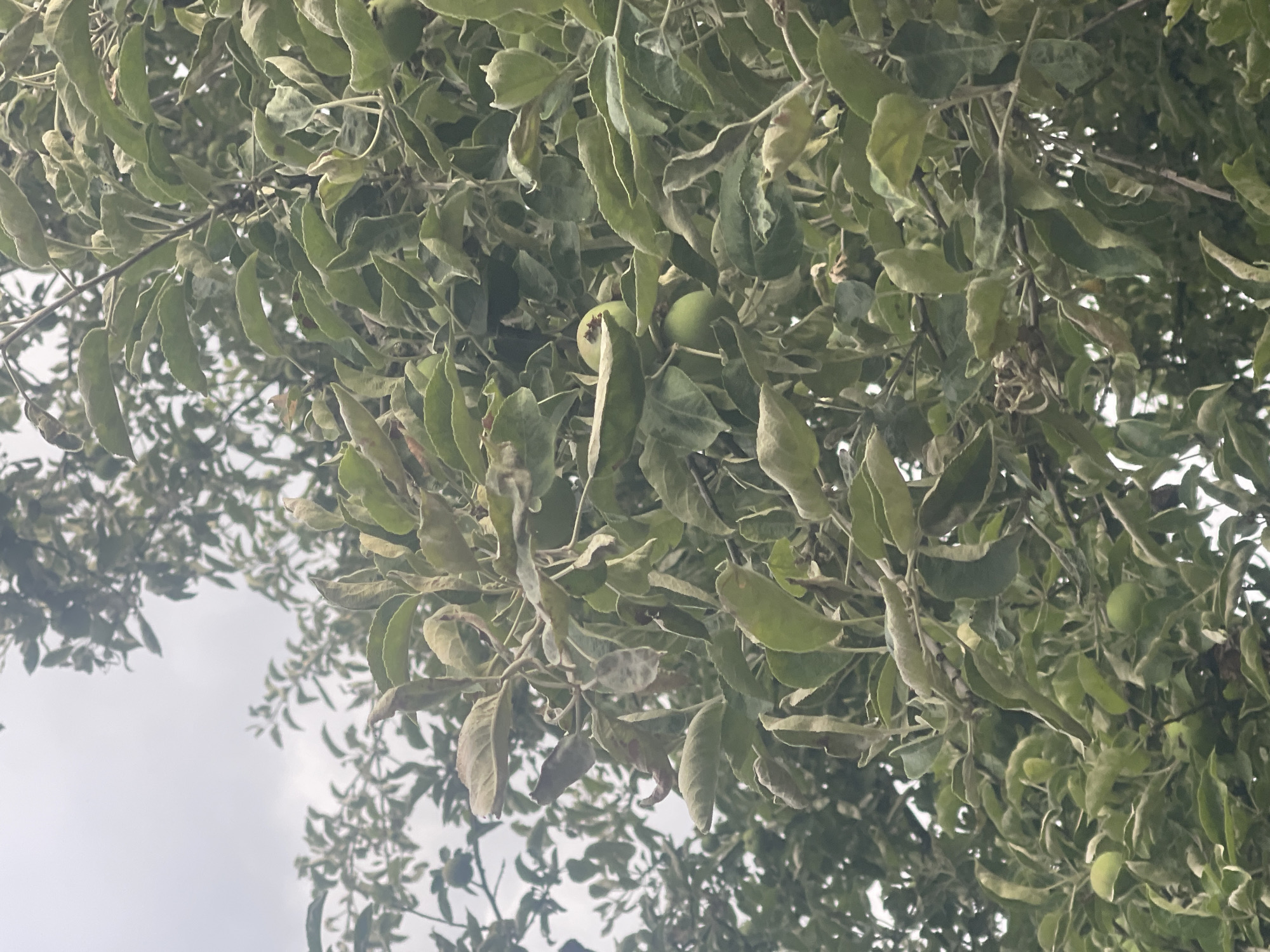 The image shows an apple tree with green apples and leaves. The leaves appear slightly withered or dry, with some browning at the edges. The sky is overcast and light gray, suggesting a cloudy day. The image is taken from below, looking up into the branches of the tree. This scene is consistent with the natural environment found in Konstantynów Łódzki, Poland.