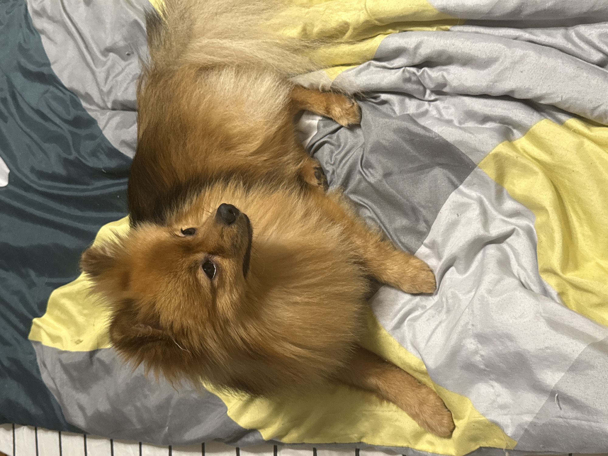 A fluffy, reddish-brown Pomeranian dog lies on a bed with a patterned comforter. The comforter has sections of dark green, grey, and yellow. The dog is facing to the right, with its head slightly turned towards the camera. Its paws are visible, and its tail is bushy and extends towards the right side of the frame. The dog appears relaxed. The scene is indoors, likely in a bedroom.