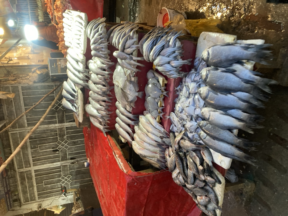 A fish market displays a variety of fresh catches. Arranged neatly on a red-covered table are rows of silver-scaled fish, some bundled together and hanging. The fish sizes range from small, compact forms to larger, elongated shapes. Some fish glisten with moisture, reflecting ambient light. The arrangement is dense and plentiful, indicating a wide selection for customers.
