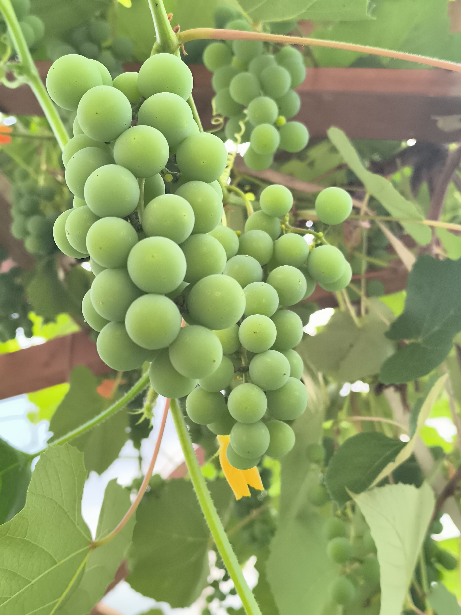 A close-up shot captures a cluster of unripe green grapes hanging from a vine. The grapes are round and tightly packed, with a slightly matte finish. They are attached to thin, green stems that are part of a larger vine system. Several large, green grape leaves are visible, some in focus and others slightly blurred, surrounding the grape cluster. A wooden trellis structure, possibly part of an arbor, is visible in the background, suggesting an outdoor garden or vineyard setting. The lighting suggests it is daytime, with dappled sunlight filtering through the leaves. A small, bright yellow tag or marker is attached to one of the grape stems. The overall scene depicts the early growth stage of grapes in what could be a rural or suburban setting. There are no people or animals visible in the image. The exact location within Žiaukos, Lithuania, cannot be determined from the image alone.