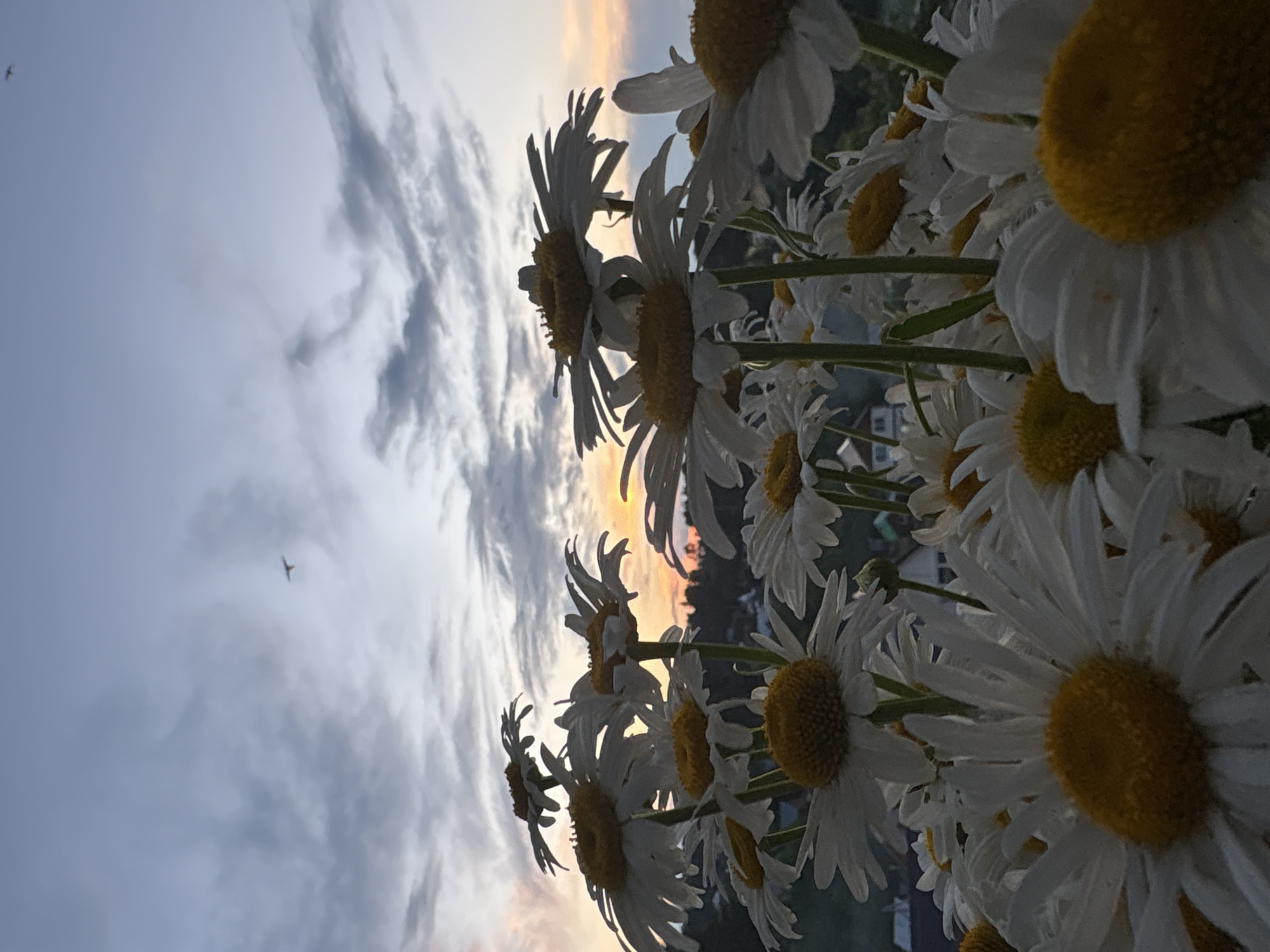 A close-up, low-angle shot captures a bouquet of daisies against a twilight sky. The daisies, predominantly white with yellow centers, fill the foreground and midground, their petals appearing delicate and slightly wilted. In the background, the sky displays a gradient of soft blues, grays, and oranges, indicative of sunset or sunrise. wispy clouds are visible, and a solitary bird is silhouetted against the lighter sky. Below the horizon line, a dark silhouette of trees and some indistinct structures, possibly buildings, can be observed, suggesting a rural or suburban setting. There are no people or animals in the frame besides the distant bird. The overall impression is one of natural beauty and tranquility at dusk. The location is specified as Chaikovsky, Russia, a city situated on the Kama River in the Perm Krai.