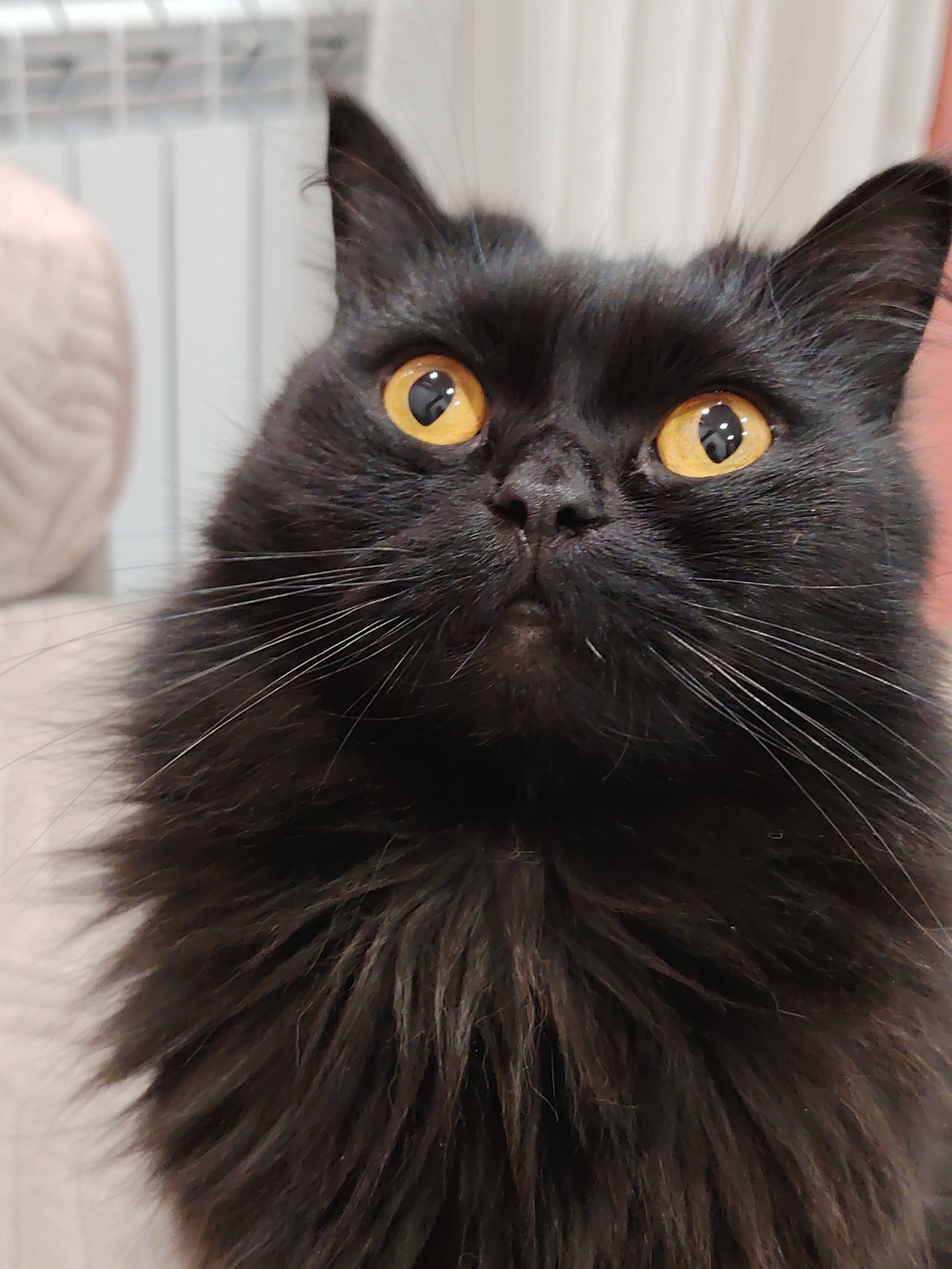 A close-up shot shows a black cat with amber eyes looking upward. The cat has long fur and white whiskers. The background is out of focus, but a white radiator and a beige cushion are visible.