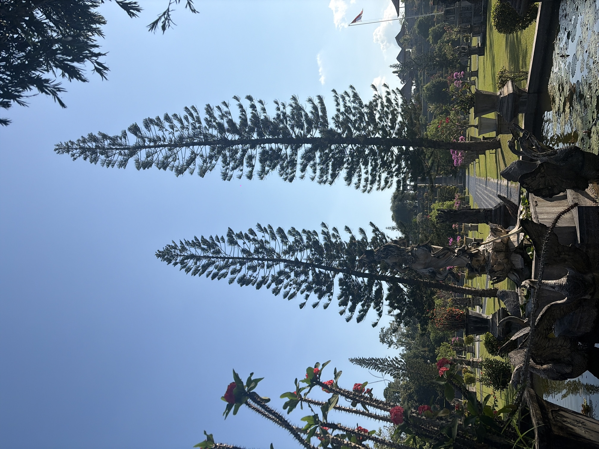 The image depicts a serene garden setting in Karangasem, Indonesia, likely within the Taman Ujung Water Palace grounds. Two tall, slender pine trees dominate the center of the frame, reaching towards a clear, bright blue sky. In the foreground, a decorative stone fountain features intricate carvings of mythical creatures, possibly swans, emerging from a pool filled with lily pads. To the left, a plant with thorny stems bears vibrant red flowers.
The middle ground reveals a meticulously maintained lawn with various decorative potted plants and stone statues lining a pathway. In the distance, a series of terraced structures with thatched roofs are visible on a hillside, suggesting traditional Balinese architecture. A flagpole with a red and white flag, the national flag of Indonesia, stands prominently on the right side of the frame. The overall atmosphere is tranquil and picturesque, showcasing a blend of natural beauty and cultural artistry.