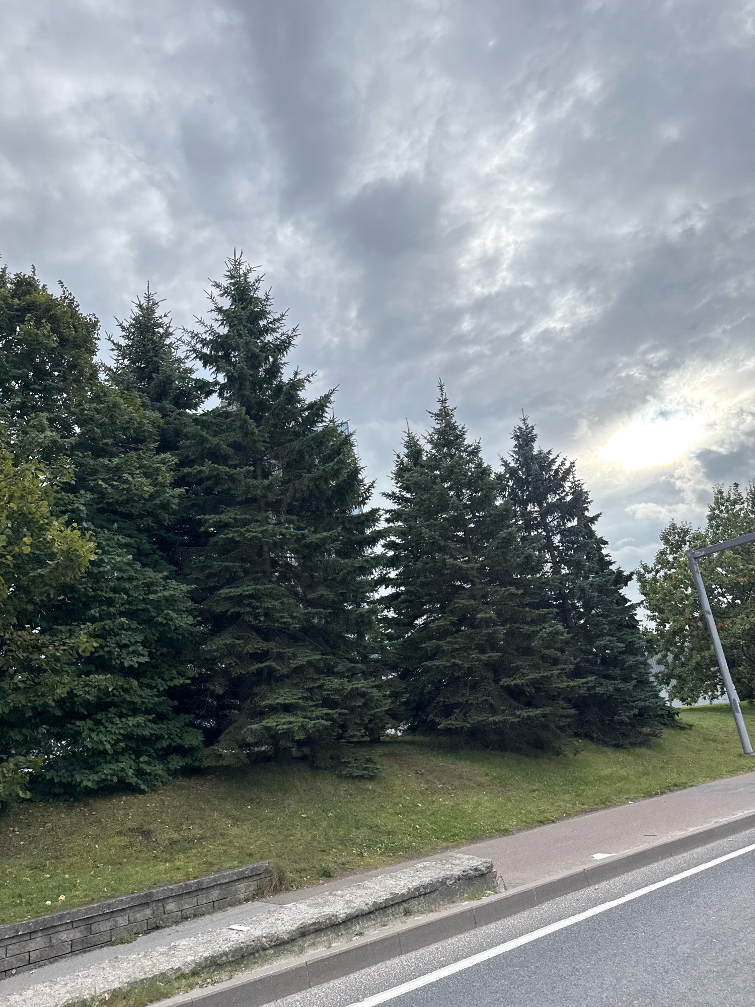 The image depicts a row of coniferous trees and some deciduous trees on a grassy slope next to a road. The sky is overcast with dramatic, textured clouds, and the sun is partially visible, creating a bright, hazy area. The road has a white line marking its edge. There is a low stone wall separating the grassy area from a concrete sidewalk or path. No people are visible in the image. The scene suggests an urban or suburban environment in Tallinn, Estonia, likely during daytime.