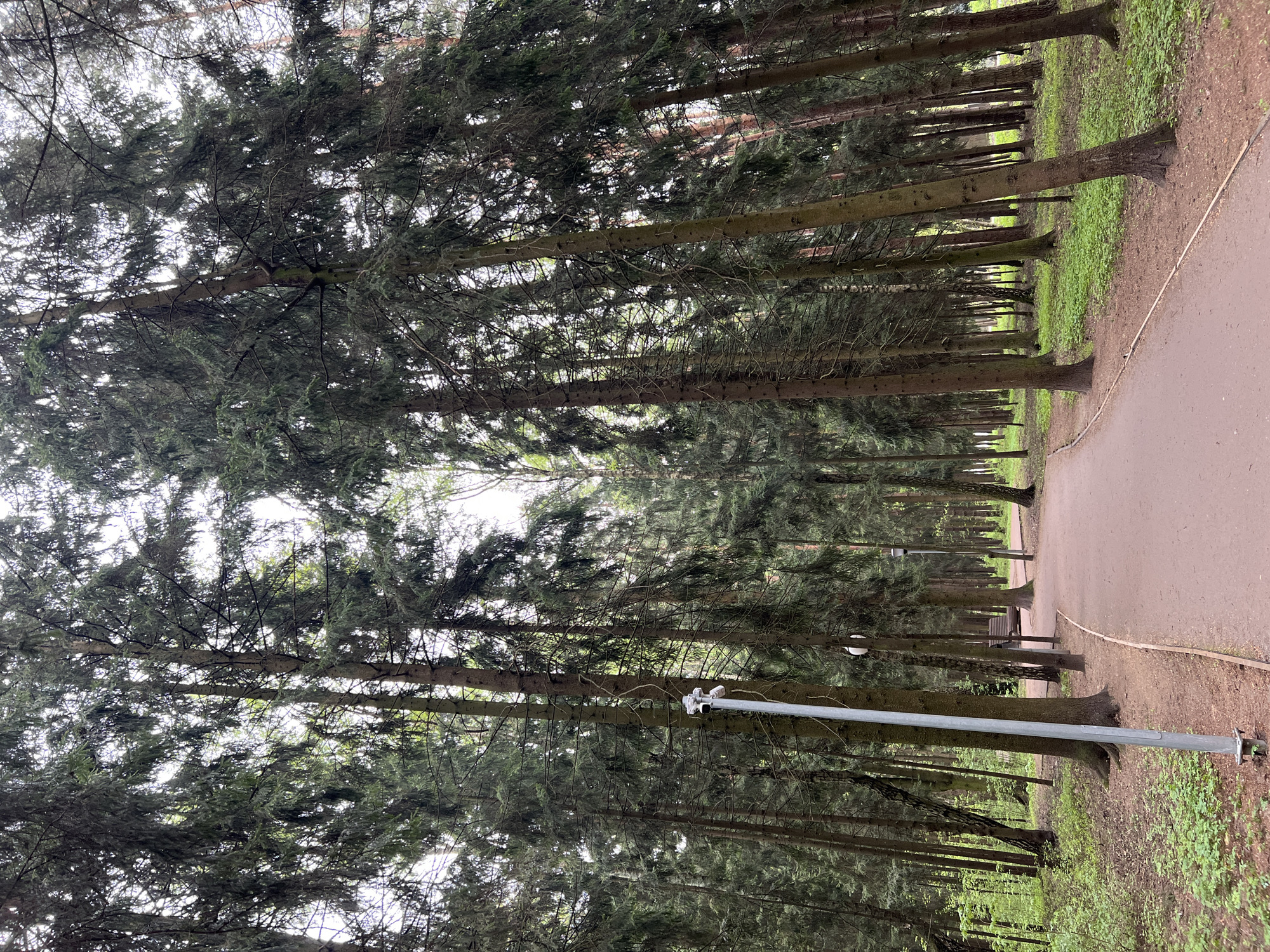 The image shows a tree-lined path in a park. Tall, evergreen trees line both sides of the path, creating a dense canopy above. The path appears to be made of dirt or gravel. A metal light pole is visible on the left side of the path. The location is identified as the city of Vnukovo, Russia.