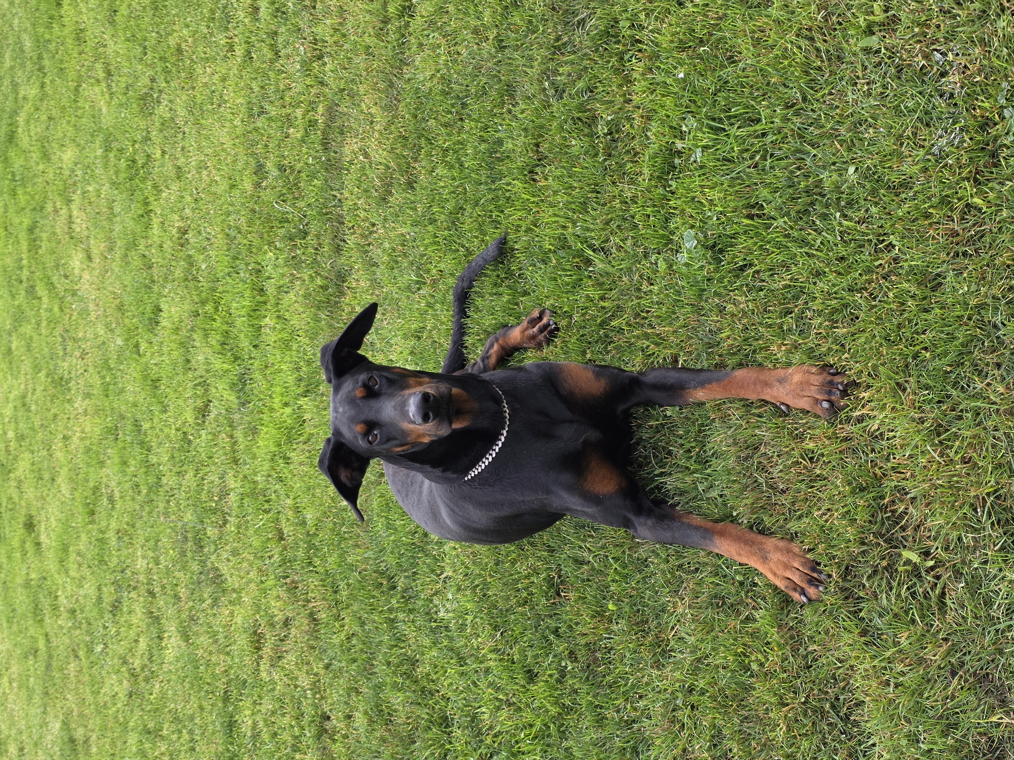 A black and tan Doberman Pinscher lies on green grass. The dog is wearing a silver chain collar and looking upwards towards the camera. The location is likely Staroseltsi, Bulgaria, based on the prompt.