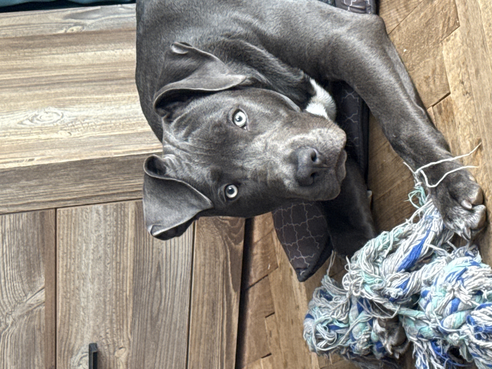 A gray dog with light-colored eyes lies on its side on a wooden surface. The dog is partially on a patterned dog bed and has a blue and white rope toy under its paw. The background consists of light-colored wooden planks with a vertical grain. The location cannot be determined as being in Varna, Bulgaria.
