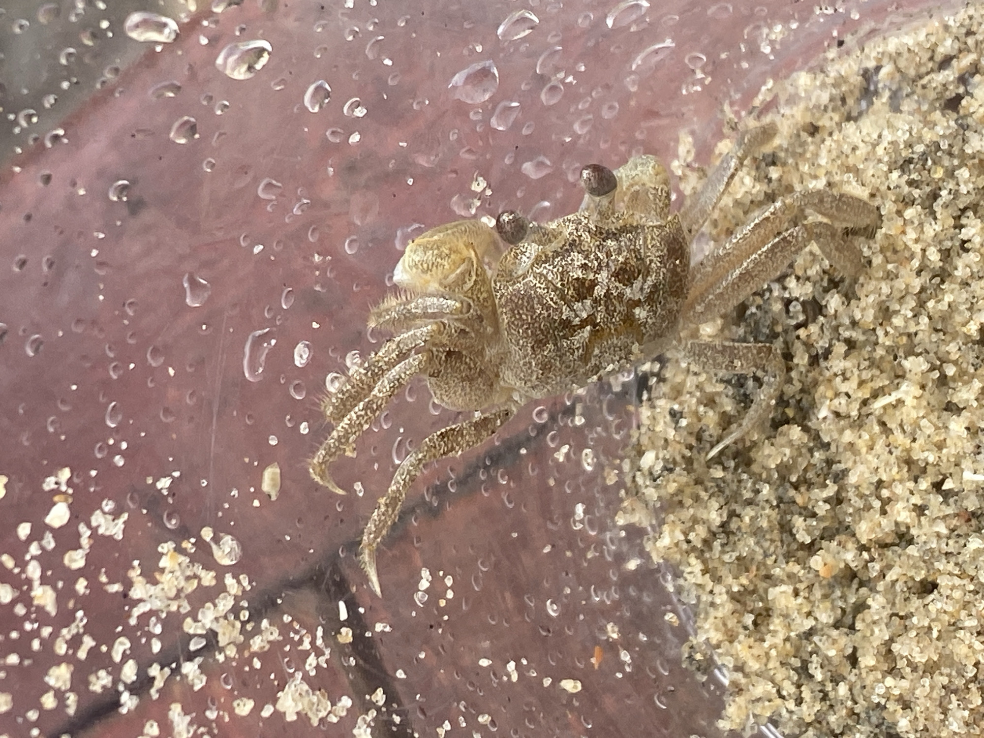 A small crab, likely a juvenile ghost crab, is depicted in close-up, resting on a sandy surface within a transparent container. The crab's mottled brown and tan exoskeleton provides camouflage against the sand, and its delicate legs are visible. Its stalked eyes are dark and prominent, giving it an alert appearance. The background is a reddish-brown surface covered in numerous small water droplets, suggesting the inside of a container or a wet surface. The lighting is bright, highlighting the textures of the sand and the crab's body. The scene appears to be set in a coastal environment, possibly Mũi Né, Vietnam, given the characteristic sand and proximity to the sea.
