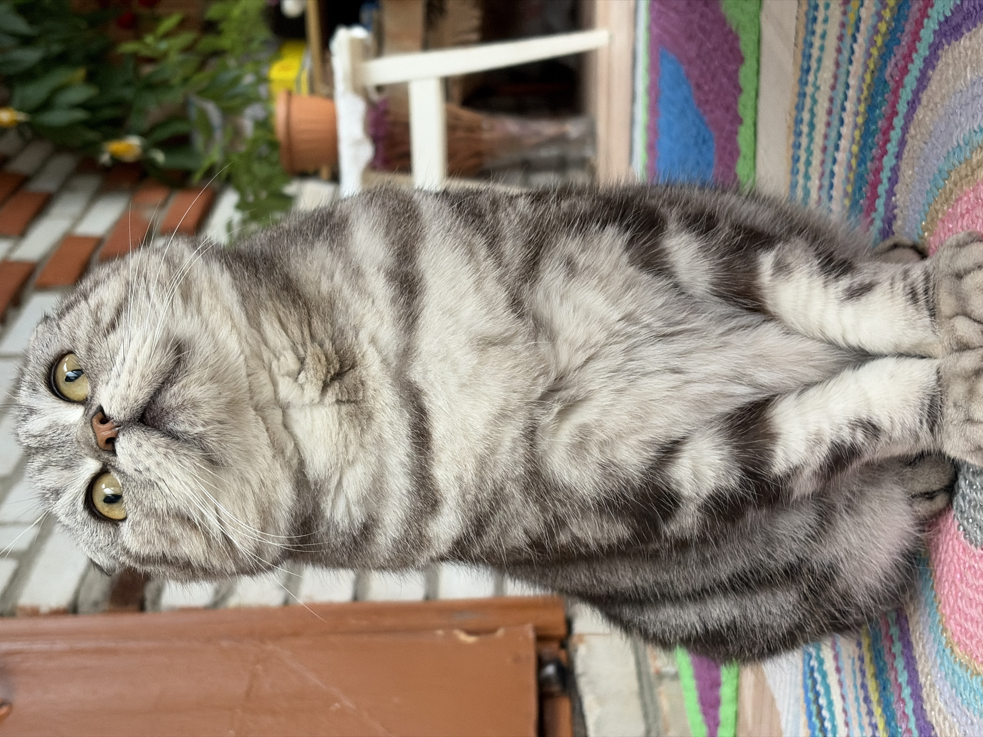 An adult Scottish Fold cat is sitting upright on a colorful, striped rug. The cat is facing the camera, looking upwards with its head tilted back. Its fur is a mix of grey and white with dark tabby stripes. The cat has large, round yellow eyes and small, folded ears. In the background, there is a brick wall, a brown door, and some greenery in pots on a white stool. The rug beneath the cat has stripes of pink, yellow, blue, green, and purple. The scene appears to be outdoors on a patio or porch.