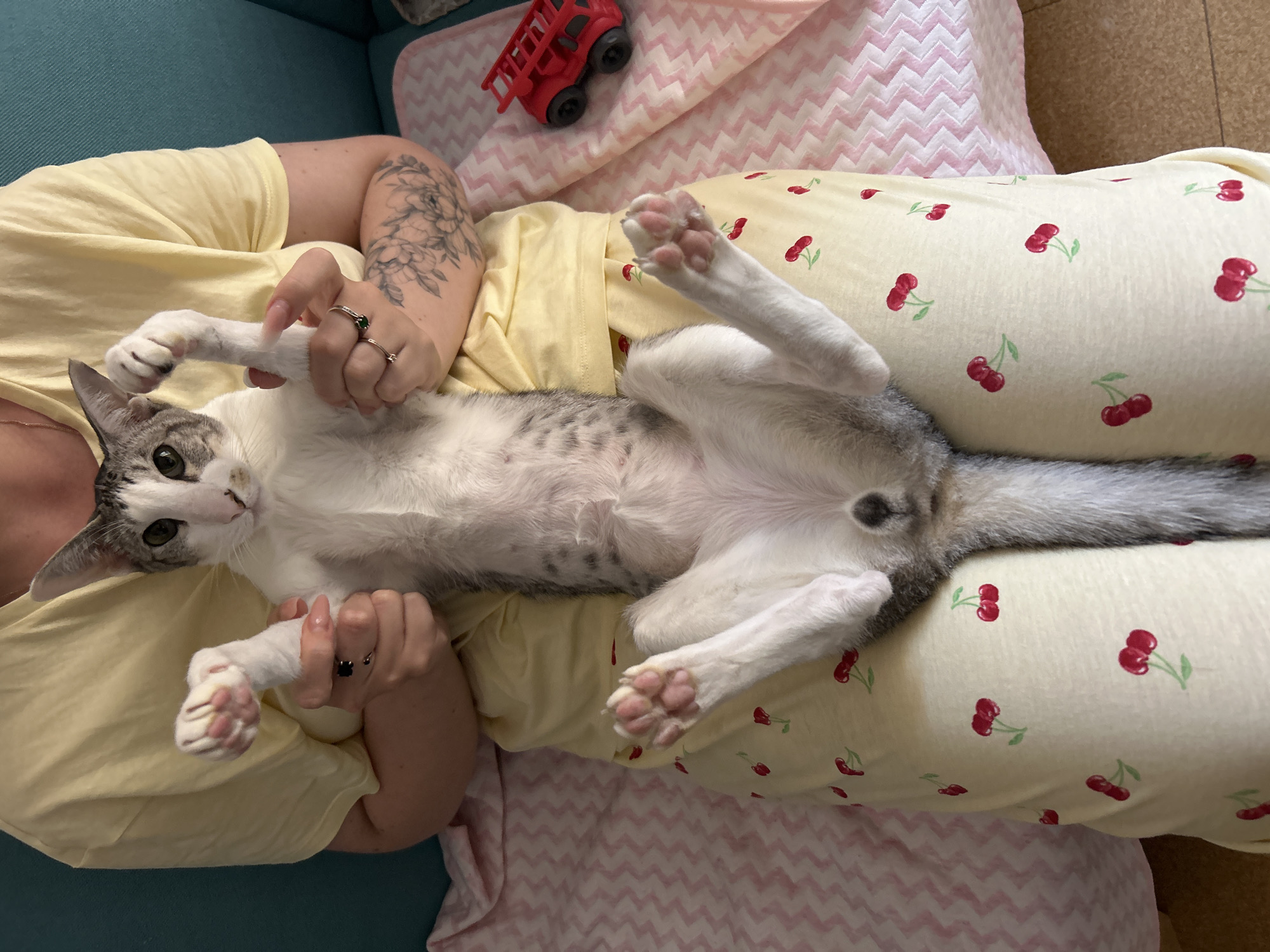 An overhead shot captures a person lying on their back, cradling a cat, in what appears to be an indoor setting in Barcelona, Spain. The person wears a plain yellow short-sleeved top and yellow pajama pants adorned with a pattern of red cherries. Tattoos featuring a floral design are visible on their left arm, and they wear a ring with a green stone on their left index finger, another plain band on their left middle finger, and a dark ring on their right middle finger.
The cat, a domestic short-haired type with white fur and grey tabby markings on its head, back, and tail, is lying comfortably on its back across the person's midsection, exposing its white belly with subtle spots and its pink paw pads. Its green eyes are open, looking towards the camera. The person's hands are gently holding the cat's front paws, suggesting a moment of affectionate interaction. In the upper left background, a red toy truck with a ladder sits on a pink and white chevron-patterned blanket or cushion. The overall scene conveys a relaxed and intimate connection between the person and their pet. No discernible text is visible within the image.