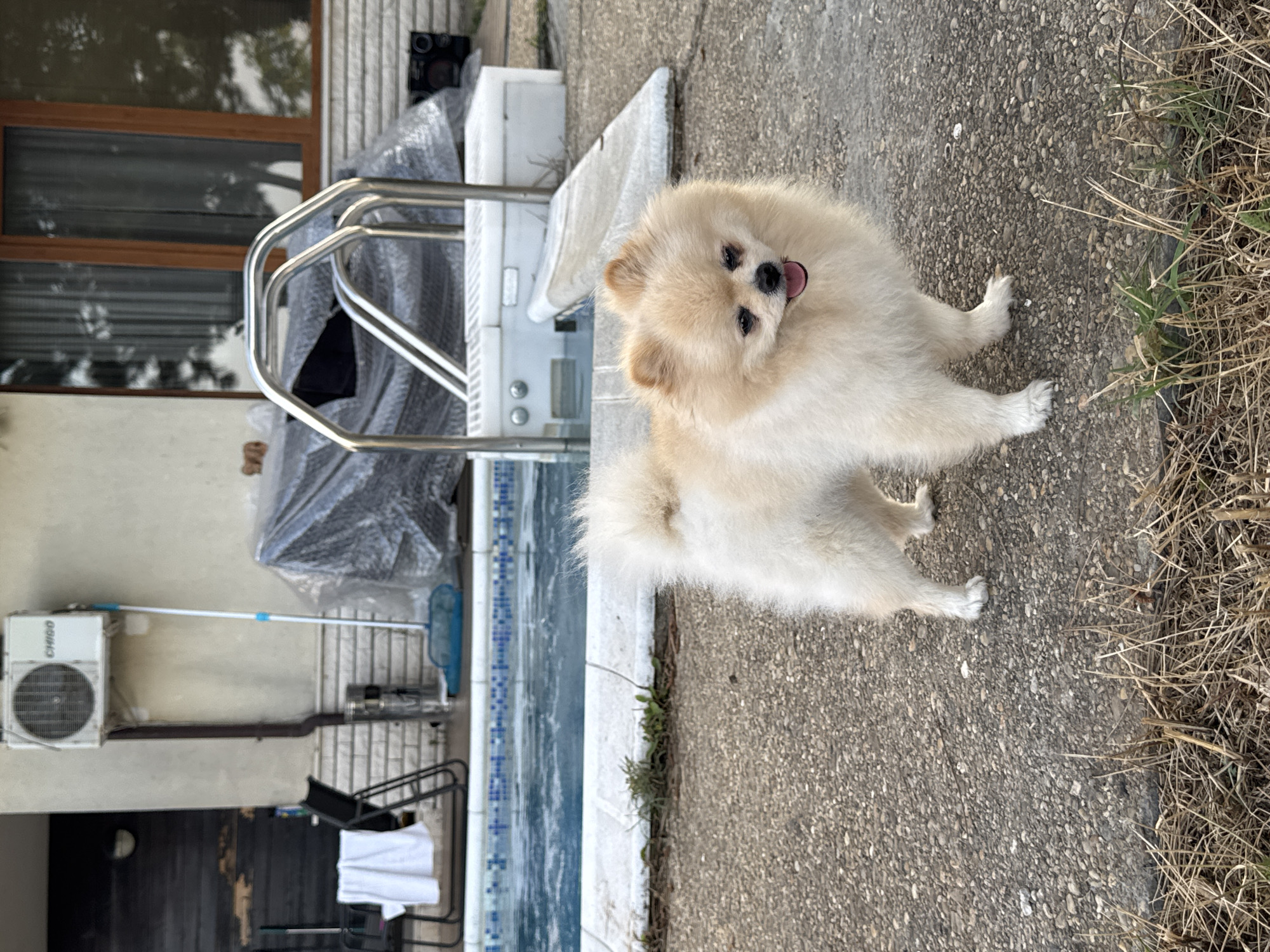 A fluffy Pomeranian dog with cream-colored fur is standing on a concrete surface next to a swimming pool. The dog is looking towards the camera with its tongue slightly out, appearing happy and playful. The swimming pool has blue and white tiles along its edge. In the background, there is a building with a window and a wooden frame, and some covered objects. An air conditioning unit is visible on the wall of the building, along with a pool skimmer on a pole. To the right of the concrete, dry grass and vegetation can be seen. The scene appears to be outdoors during the daytime, with natural light illuminating the area. The overall mood is relaxed and casual. No discernible text is visible in the image.