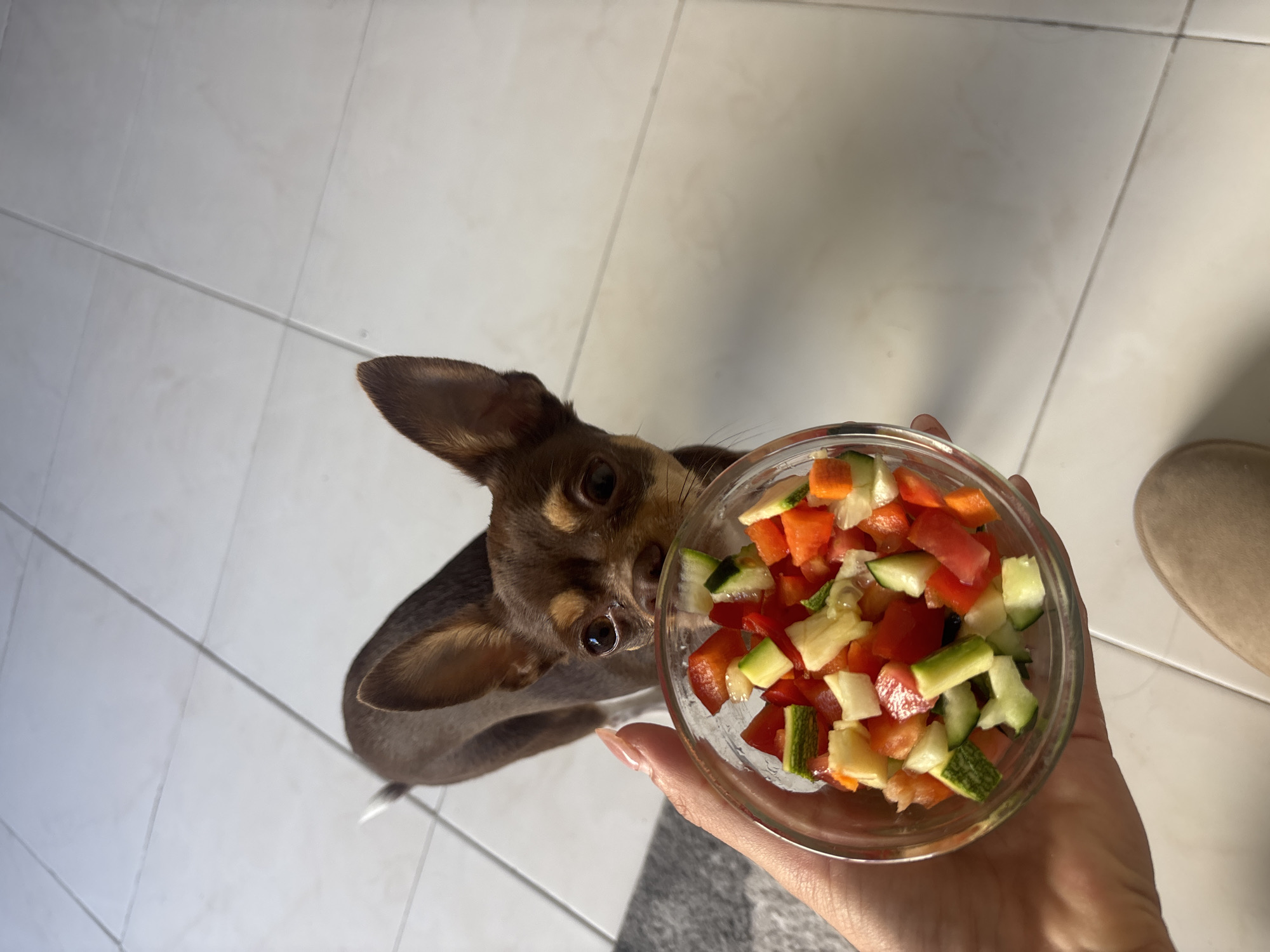 A high-angle indoor shot depicts a brown Chihuahua dog gazing upward at a clear glass bowl filled with diced vegetables. The bowl is held in a person's left hand with manicured nails. The vegetables appear to be red bell peppers, cucumbers, and possibly carrots or yellow bell peppers. The floor is tiled in white, and a beige slipper is partially visible in the upper right corner. The location is Puebla, Mexico.