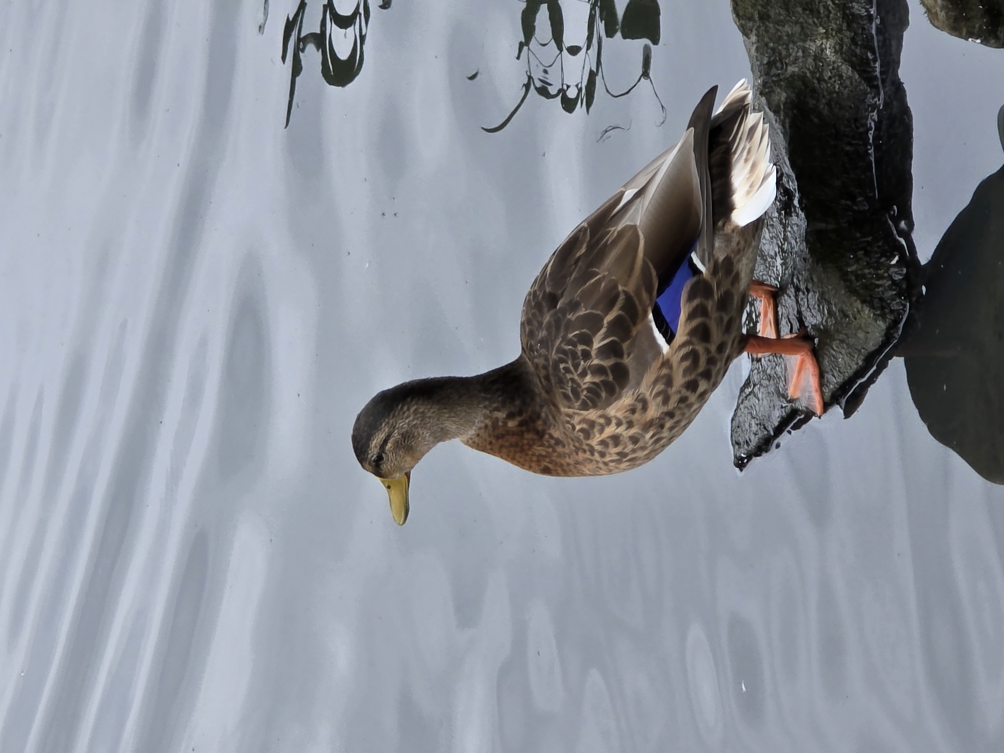 A brown and white duck with a yellow beak stands on a dark, wet rock by the water. The duck is facing left and appears to be looking out at the water. The water is calm with gentle ripples. The background is out of focus and appears to be a body of water. The scene is likely in Zlín, Czechia, as suggested by the prompt.