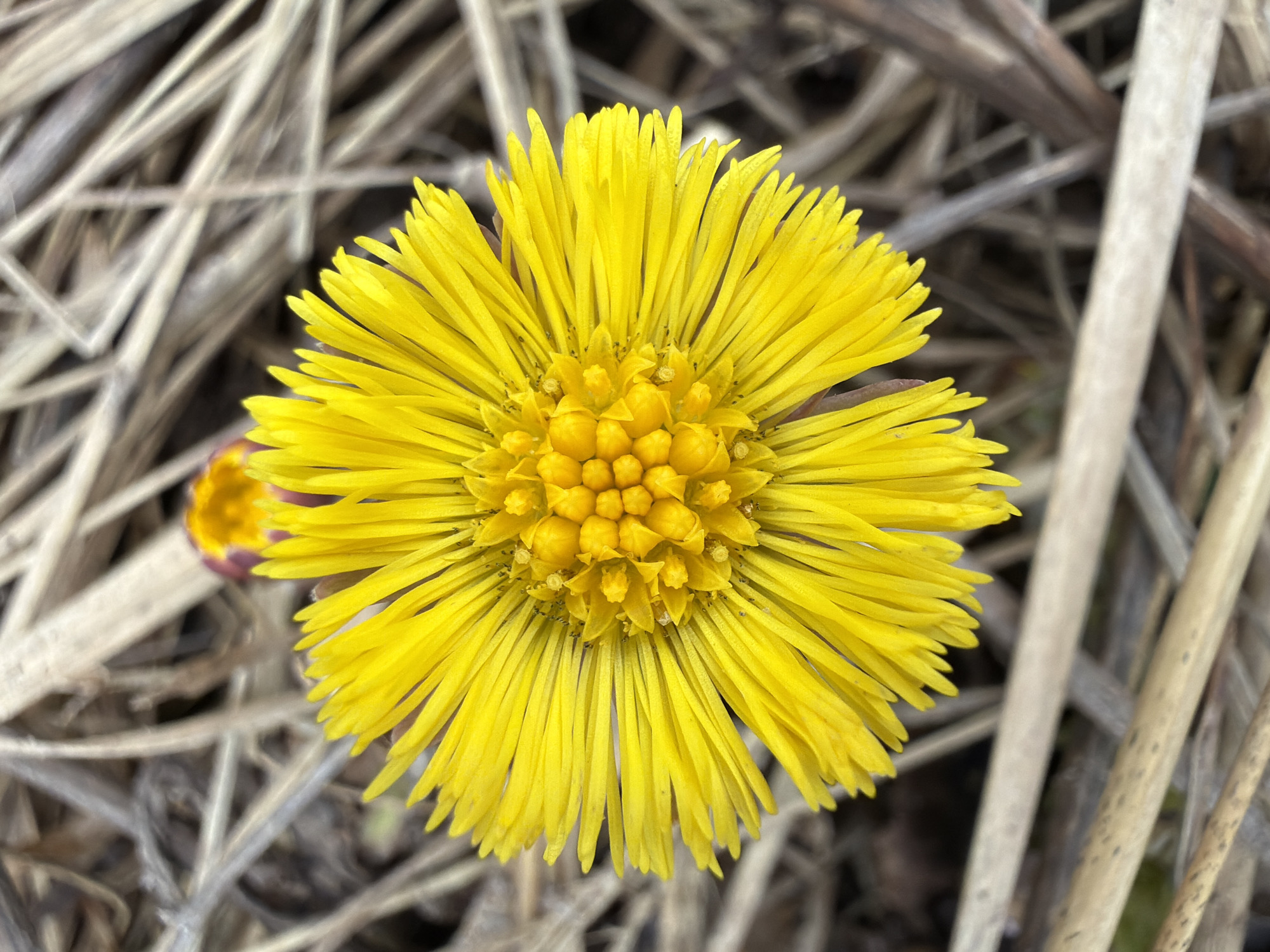 The image shows a close-up, overhead view of a bright yellow flower, specifically a Coltsfoot (Tussilago farfara), surrounded by dry, brown grass. The flower has a dense, globular center and numerous ray-like petals. A partially visible bud is present near the main flower. The background consists of dry, interwoven stalks of grass. Although the image was taken in the city of Chaikovsky, Russia, there is no information in the image that specifically shows the setting.