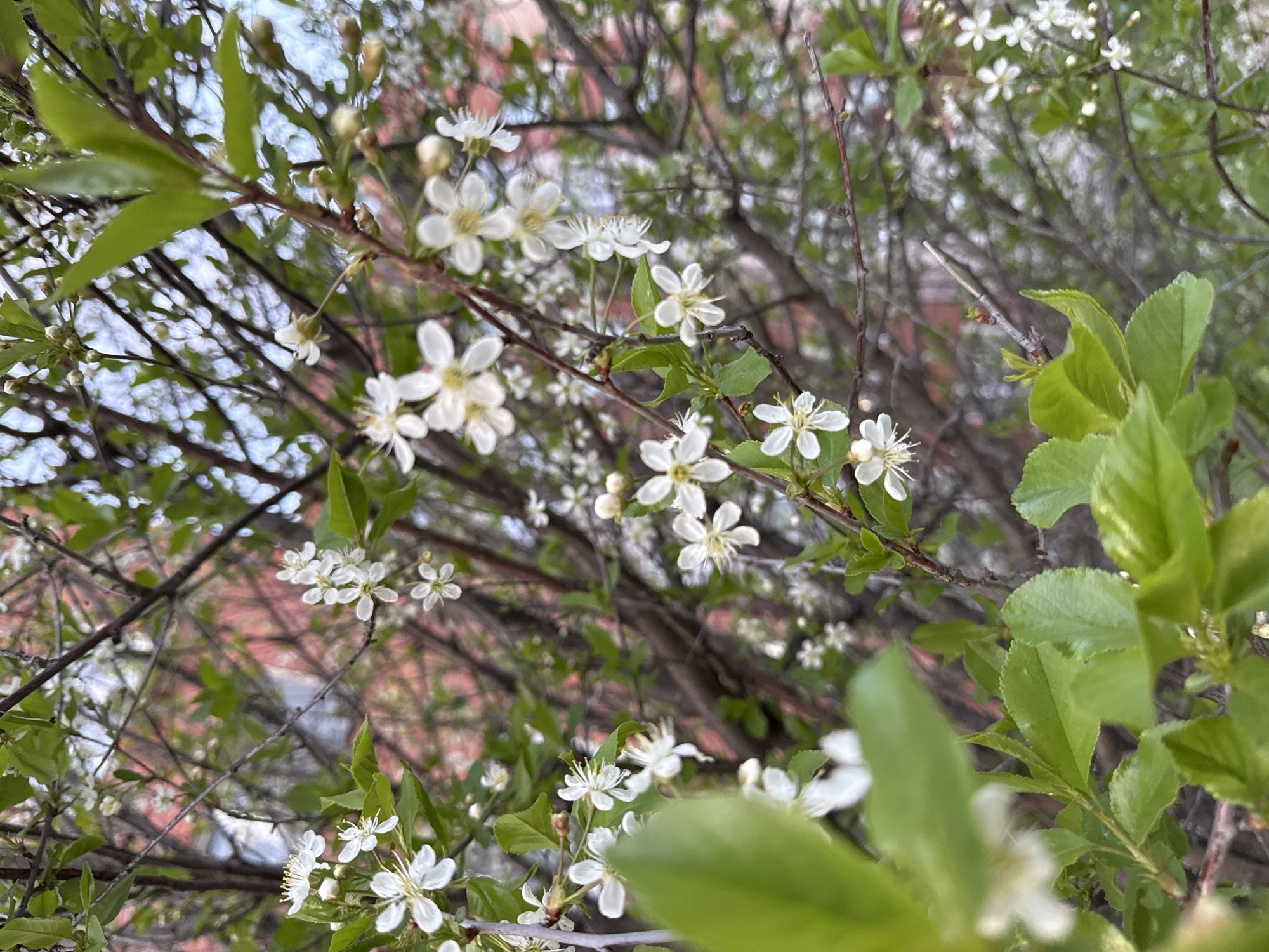 The image shows a close-up of a flowering tree or shrub with small white blossoms. The branches and leaves are intermixed with the flowers, creating a dense and naturalistic composition. Some of the flowers are in sharp focus, while others are blurred, suggesting depth of field. In the background, the blurred image of a brick building is visible, suggesting an urban setting. The sky is partially visible through the branches, appearing light blue. The overall impression is one of springtime and natural beauty within an urban environment.