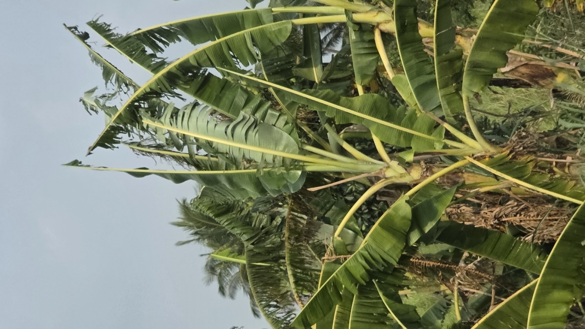 The image depicts a dense cluster of banana plants with lush green leaves and pale yellow stems. The leaves are large and drooping, many with torn edges, suggesting wind damage or maturity. The scene includes background vegetation and a glimpse of the sky, indicating an outdoor location. Based on the prompt information, this scene is located in the city of Xuân Long, Vietnam. There are no people visible in the image.