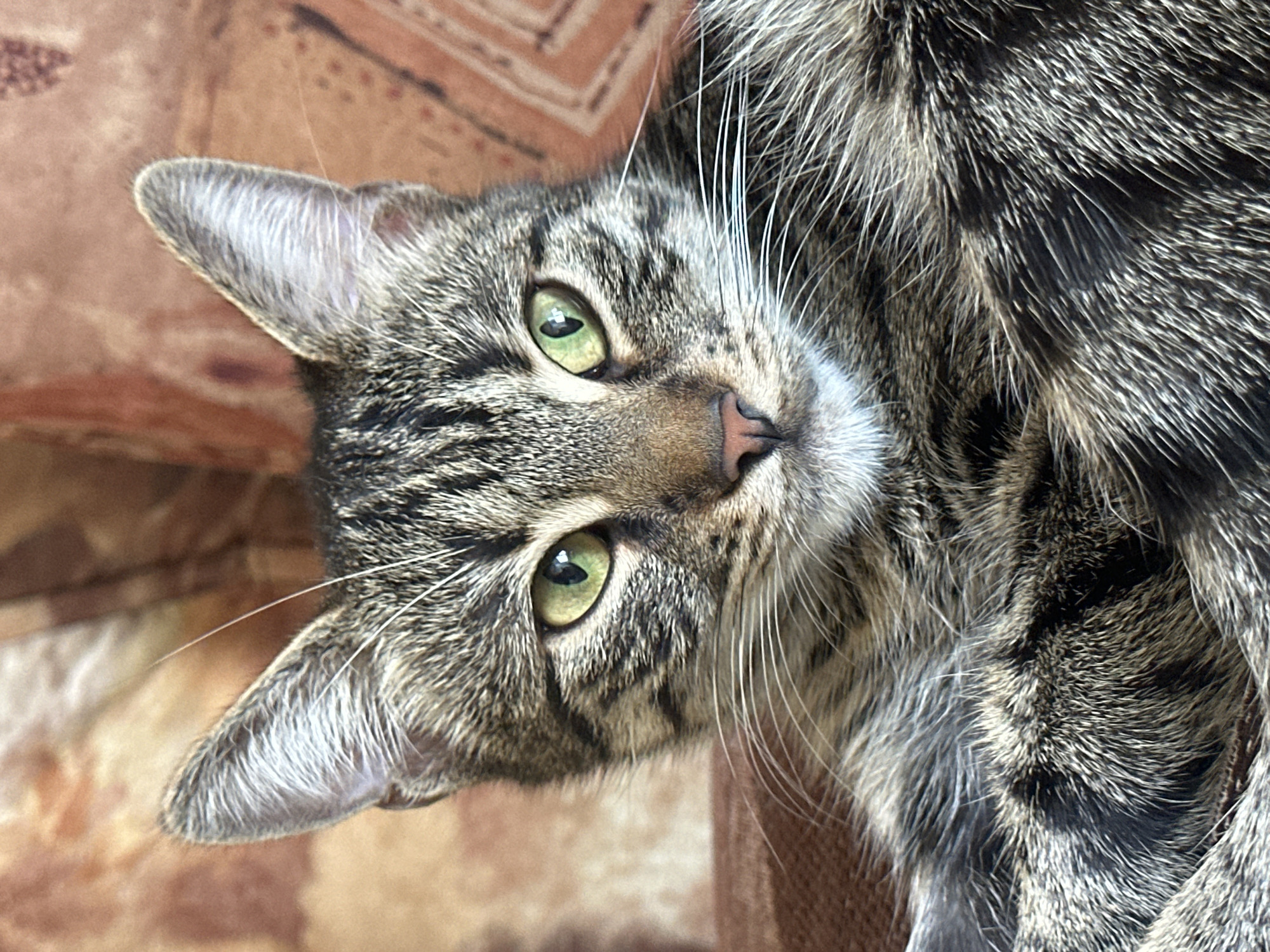 A close-up, eye-level, medium shot captures a tabby cat's face as it rests. The cat has green eyes, a pink nose, and prominent white whiskers. Its fur is a mix of black, grey, and brown stripes. The cat is positioned on a textured, brownish-orange fabric surface, possibly a couch or cushion. The background is a blurred pattern of similar colors. No specific location in Sofia, Bulgaria, is discernible from the image.