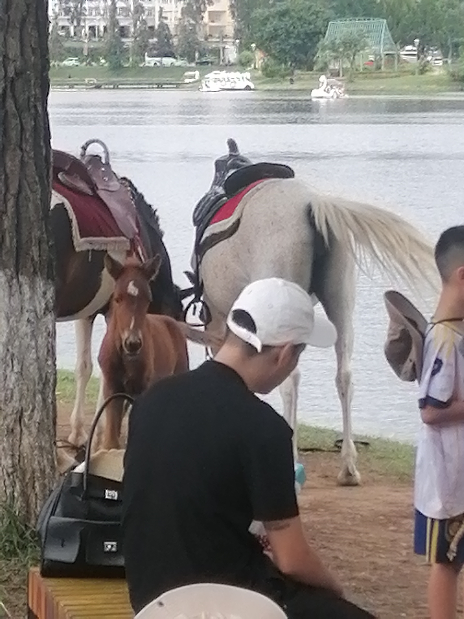 The image shows a lakeside scene in Da Lat, Vietnam. In the foreground, a person wearing a black shirt and white baseball cap is seated. To their right, a young person in a white shirt and shorts stands. Behind them, two horses are present. One horse is brown and appears to be a foal, with a white marking on its forehead. The other horse is white and appears to be an adult. Both horses are saddled. A black handbag rests on a wooden bench to the left of the seated person. In the background, a body of water is visible, with buildings and trees on the opposite shore. Several swan-shaped paddle boats are present on the water, suggesting a recreational area.