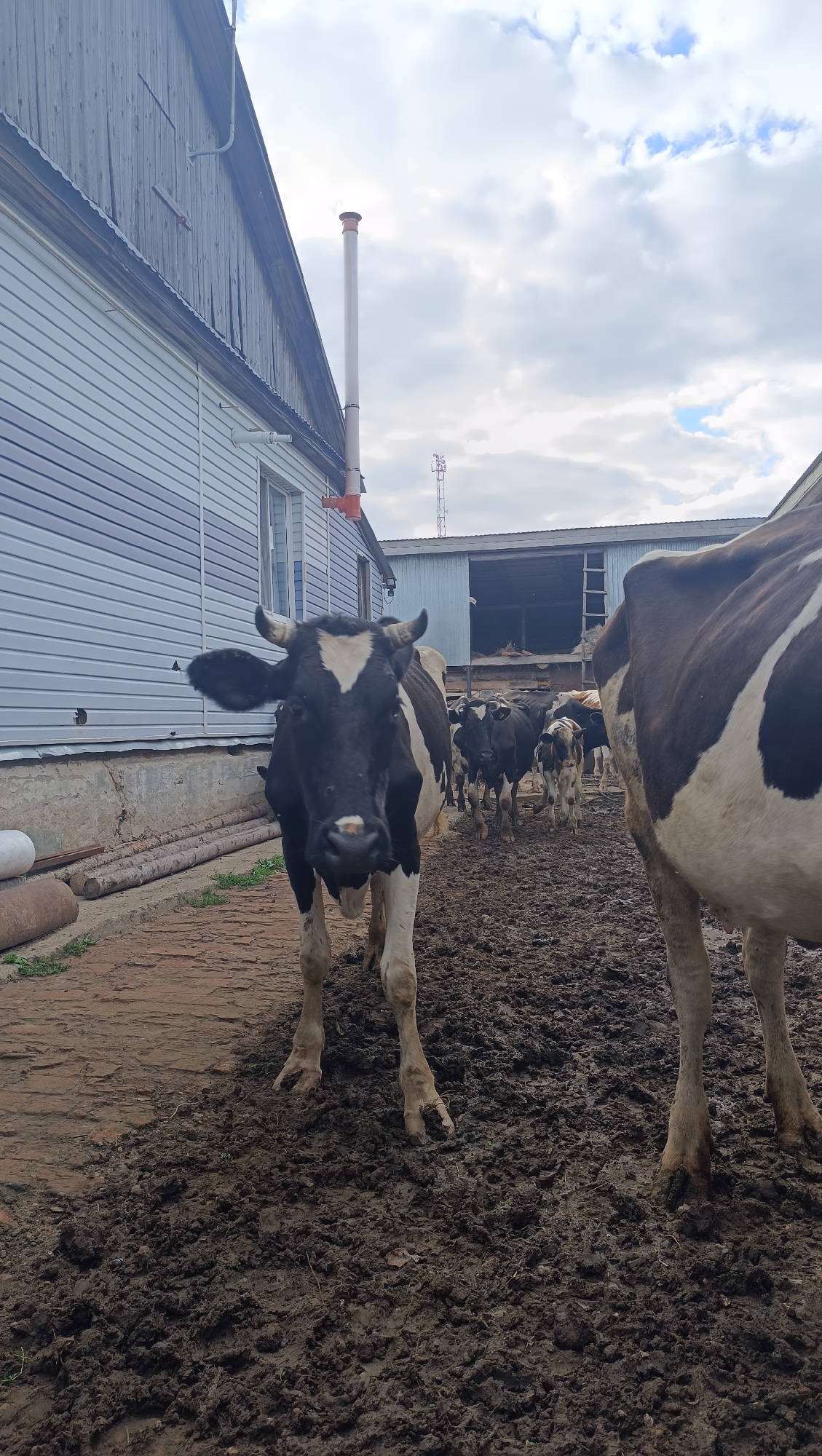 The image depicts a farm scene with several cows in a muddy enclosure. In the foreground, a black and white cow is facing the camera, with its head slightly tilted. To the right, the rear of another black and white cow is visible. In the background, a row of cows is walking towards a large barn-like structure with an open entrance. The ground is covered in mud and some scattered bricks. A building with light blue siding and a wooden upper section is on the left side of the image, with a white pipe extending vertically from its side. The sky is cloudy. The location is identified as Karsha, Russia.