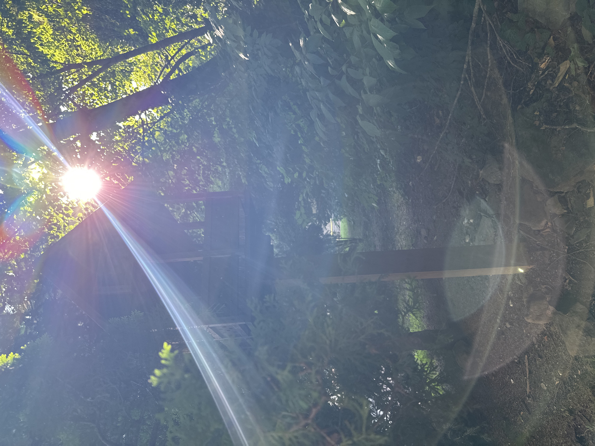 The photograph captures a sun-drenched, wooded pathway in Estosadok, Russia. The sun's intense rays pierce through the dense foliage, creating bright lens flares and a prismatic effect across the scene. In the foreground, a rough path is visible, strewn with dirt, rocks, and fallen branches. To the left, evergreen branches partially obscure the view. A wooden structure, possibly a small house or shelter, is partially visible amidst the trees, with its roof and some support beams discernible. The overall impression is one of natural beauty, with the sun's light dramatically illuminating the forest environment.