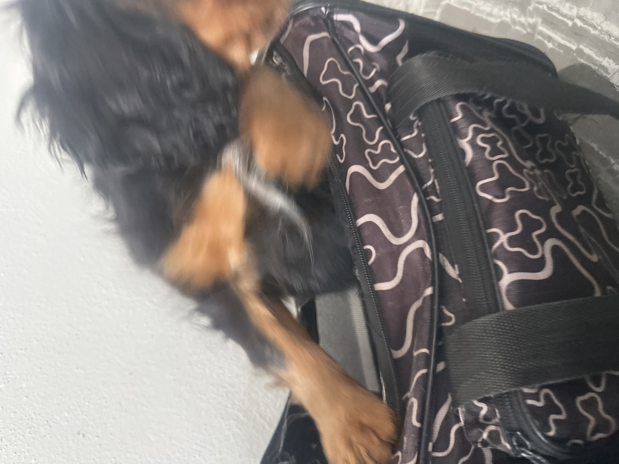 A tan and black dog sits on top of a black travel bag with a white and black clover pattern, positioned against a white wall or surface. The scene is poorly lit and tilted, obscuring details and orientation. No location information is discernible.