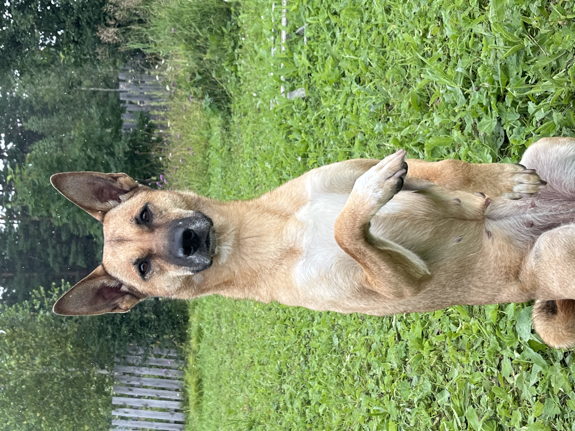 A medium-sized, tan-colored dog with erect ears and dark eyes is sitting upright on its hind legs in a grassy area. Its front paws are held in a raised position, with one paw resting on top of the other. The dog is looking directly at the camera. The background consists of a wooden fence, green trees, and a patch of wild grass with small purple and white flowers. The scene appears to be in a rural or suburban outdoor setting. The image does not provide specific information about the city of Nizhny Tagil, Russia, or any details that would allow for a precise forensic analysis beyond the visual elements present.