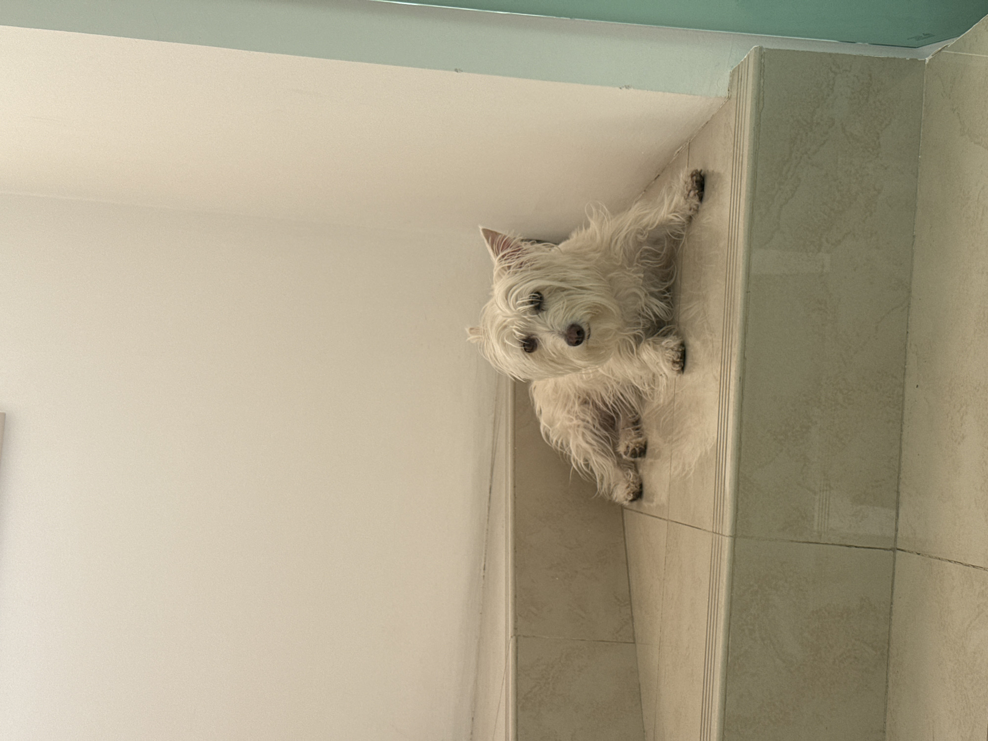 A white West Highland White Terrier is lying on a tile staircase in an interior space. The staircase is located near a corner where the walls meet, and there is a painted ceiling in the upper portion of the frame.
