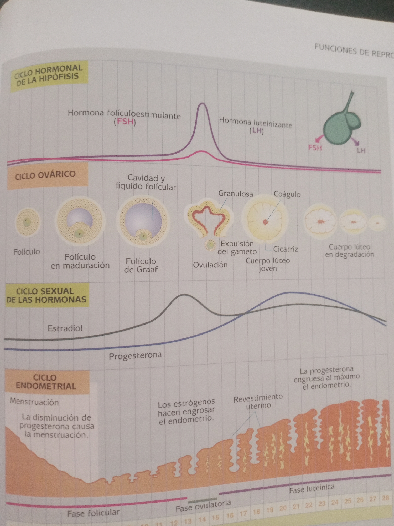 This media file is an educational diagram illustrating the hormonal and ovarian cycles of the female reproductive system, presented in Spanish. The diagram is divided into three main sections: "CICLO HORMONAL DE LA HIPOFISIS" (Hormonal Cycle of the Hypophysis), "CICLO OVÁRICO" (Ovarian Cycle), and "CICLO SEXUAL DE LAS HORMONAS" (Sexual Cycle of Hormones), which is further elaborated with "CICLO ENDOMETRIAL" (Endometrial Cycle).
The top section shows the levels of FSH (Follicle-Stimulating Hormone) and LH (Luteinizing Hormone) over time, with graphical representations of these hormones fluctuating. Below this, the Ovarian Cycle visually depicts the development of a follicle from a primordial follicle to a Graafian follicle, followed by ovulation, corpus luteum formation, and degradation. Accompanying text labels describe stages like "Folículo" (Follicle), "Folículo en maduración" (Maturing follicle), "Folículo de Graaf" (Graafian follicle), "Ovulación" (Ovulation), "Expulsión del gameto" (Gamete expulsion), "Cuerpo lúteo joven" (Young corpus luteum), "Cicatriz" (Scar), and "Cuerpo lúteo en degradación" (Degrading corpus luteum).
The middle section illustrates the hormonal fluctuations of Estradiol and Progesterone, with corresponding labels. The bottom section, "CICLO ENDOMETRIAL," shows the changes in the uterine lining. This includes periods of menstruation, thickening of the endometrium in response to estrogen and progesterone, and the final breakdown of the uterine lining. Text describes "Menstruación" (Menstruation) and states that the decrease in progesterone causes menstruation. It also notes that estrogens cause the endometrium to thicken, and progesterone maximally thickens the endometrium. A timeline marked with days from 1 to 28 is present at the bottom, indicating the progression through the cycles.
The overall presentation is a clear, diagrammatic representation of complex biological processes. There are no people or specific settings evident, as it is an illustration. The text is entirely scientific and descriptive of the biological events. The context of Santa Ana, Venezuela, is not reflected in the image itself.