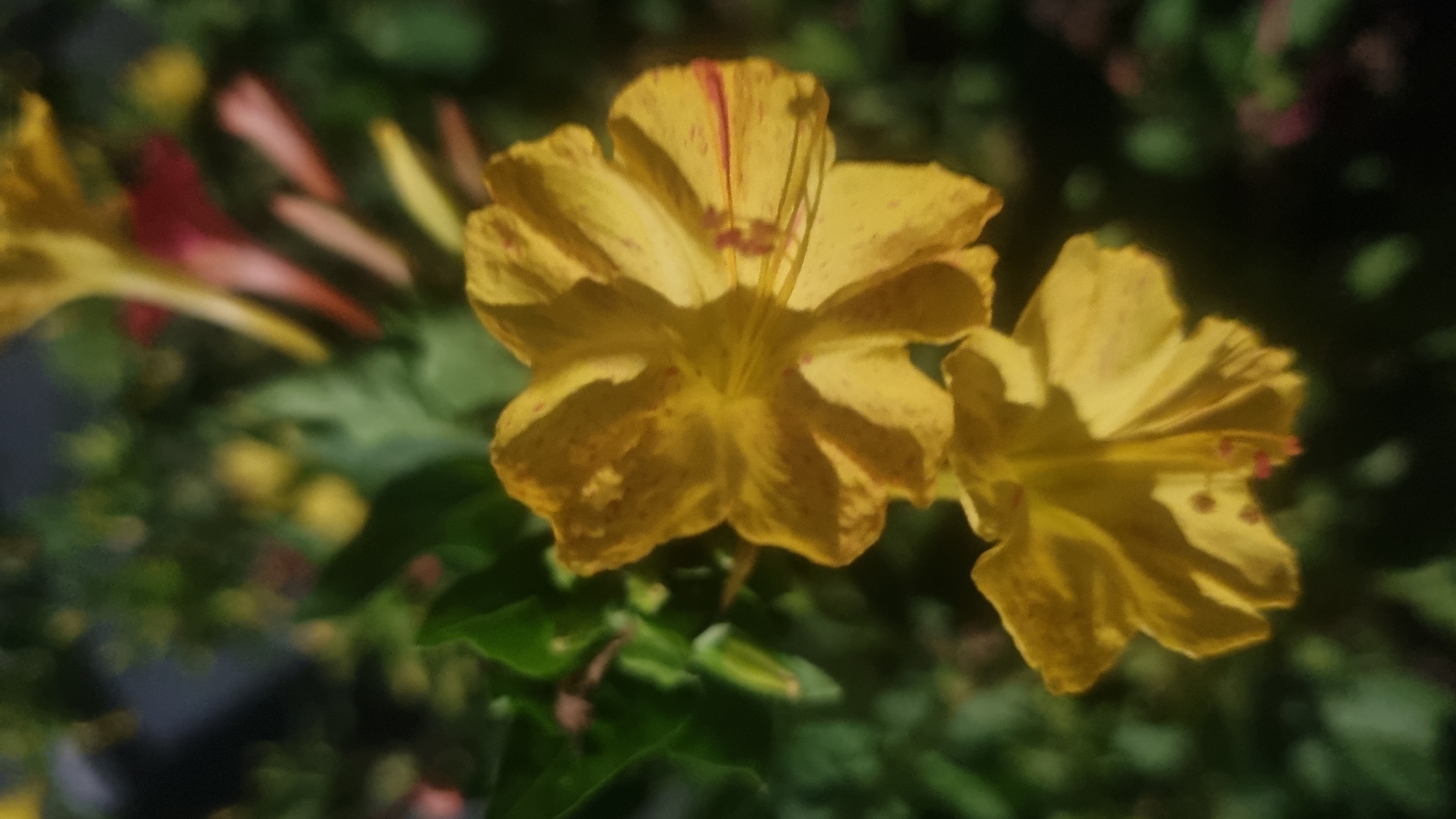 Two yellow flowers are in focus in the foreground, with green leaves and out-of-focus red and yellow flowers in the background. The yellow flowers have red markings on their petals and stamens. The scene appears to be in a garden or natural setting. The image does not provide any information that can be used to determine its location in Berehove, Ukraine.