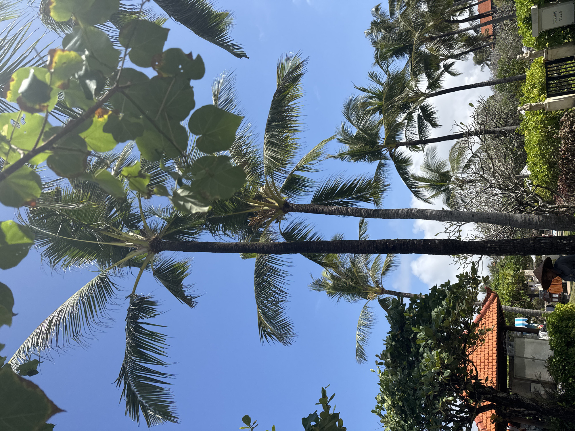 An outdoor, ground-level, full-shot photograph captures a bright, sunny day with a clear blue sky. The foreground is dominated by lush green foliage, including large-leafed trees and dense bushes. Several palm trees with thin trunks and long fronds are scattered throughout the scene, some reaching high into the sky. To the left, a building with a terracotta-tiled roof is visible, partially obscured by trees. A person wearing a conical hat stands to the right of the building, near some bushes. In the background, more palm trees and vegetation are present, with a hint of a building with a red roof further in the distance. Two statues stand near a black fence on the right side of the frame, one of which has a sign that reads "DELIBIS VILLA". The overall impression is a tropical or subtropical setting, possibly a resort or residential area.